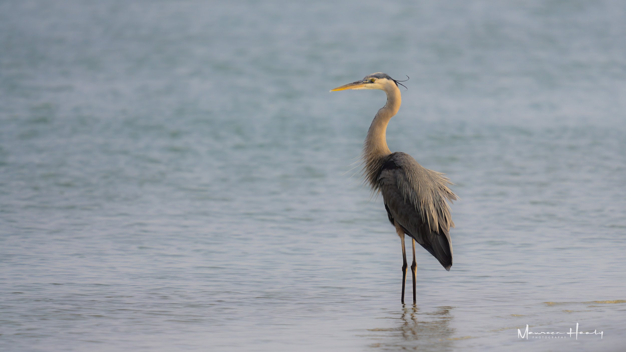 Sunset Heron on the Beach