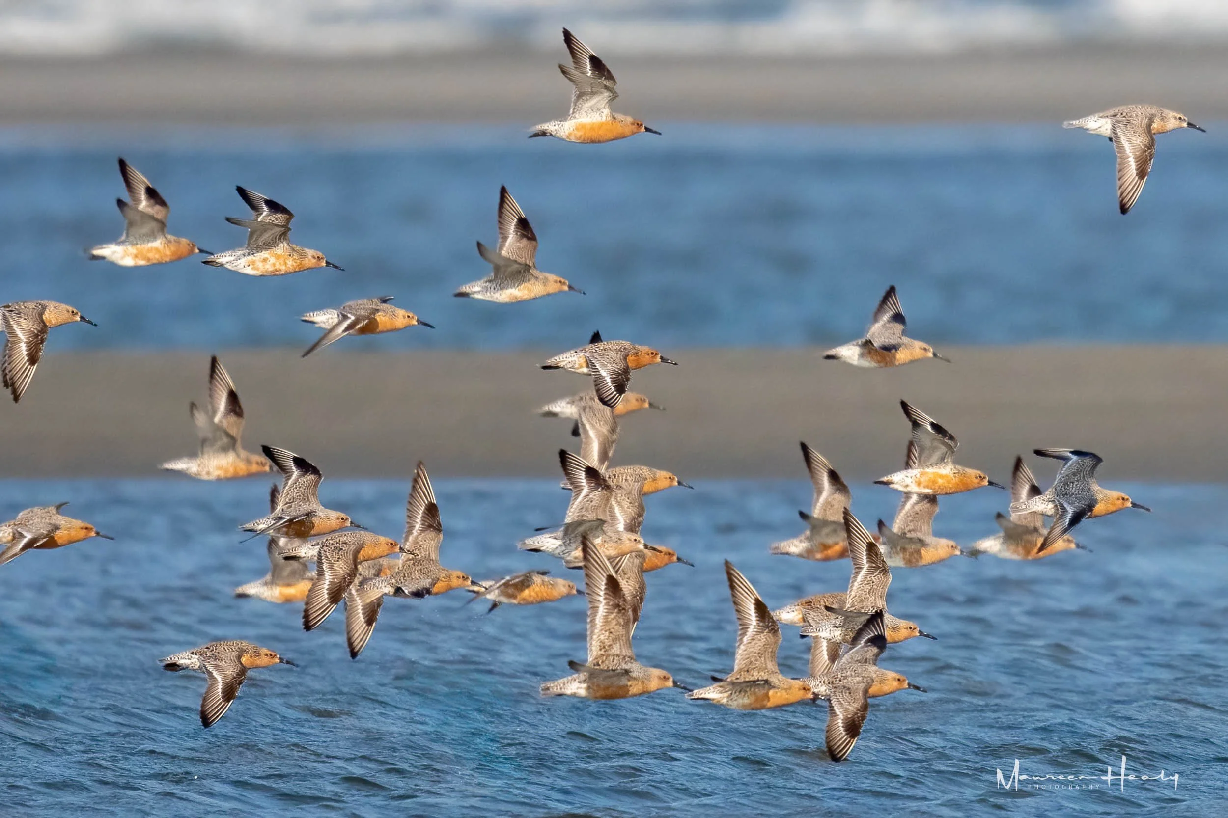 Red Knots on their Way