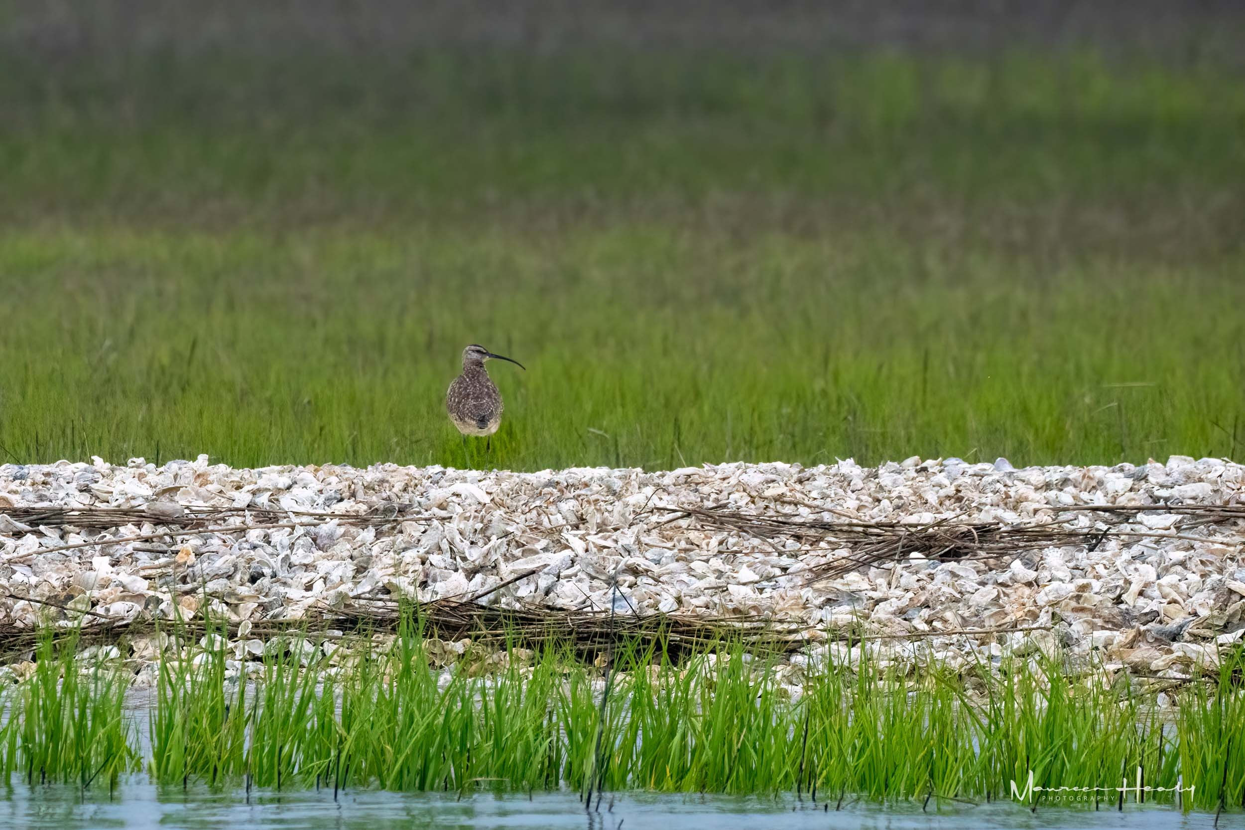 Whimbrel Alone