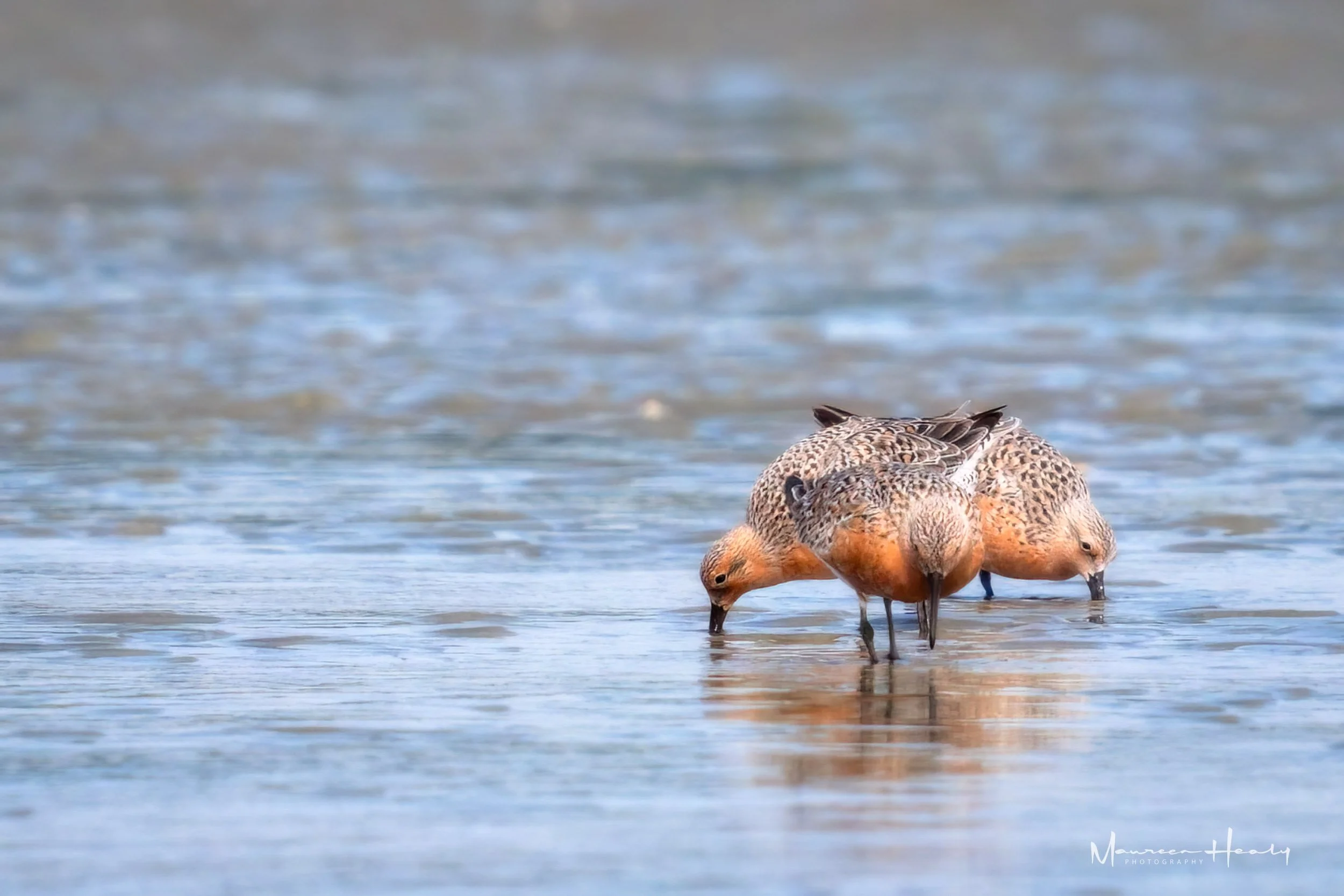 Tri Red Knots