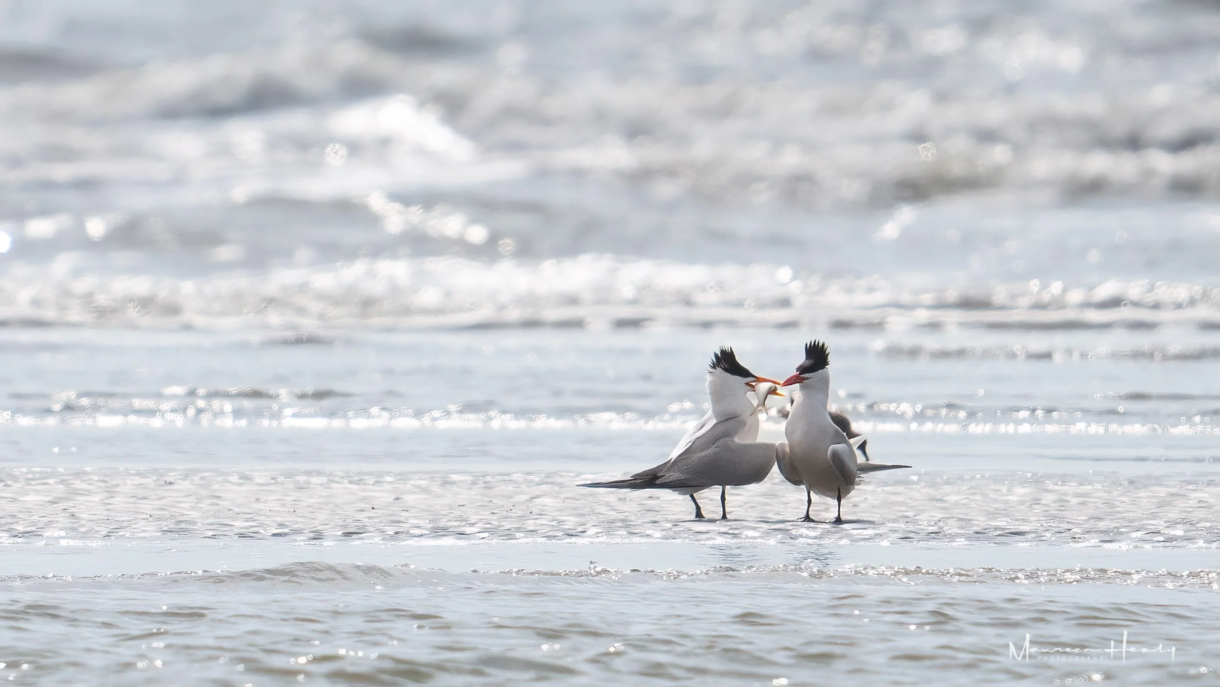 Least Tern Fish Dance