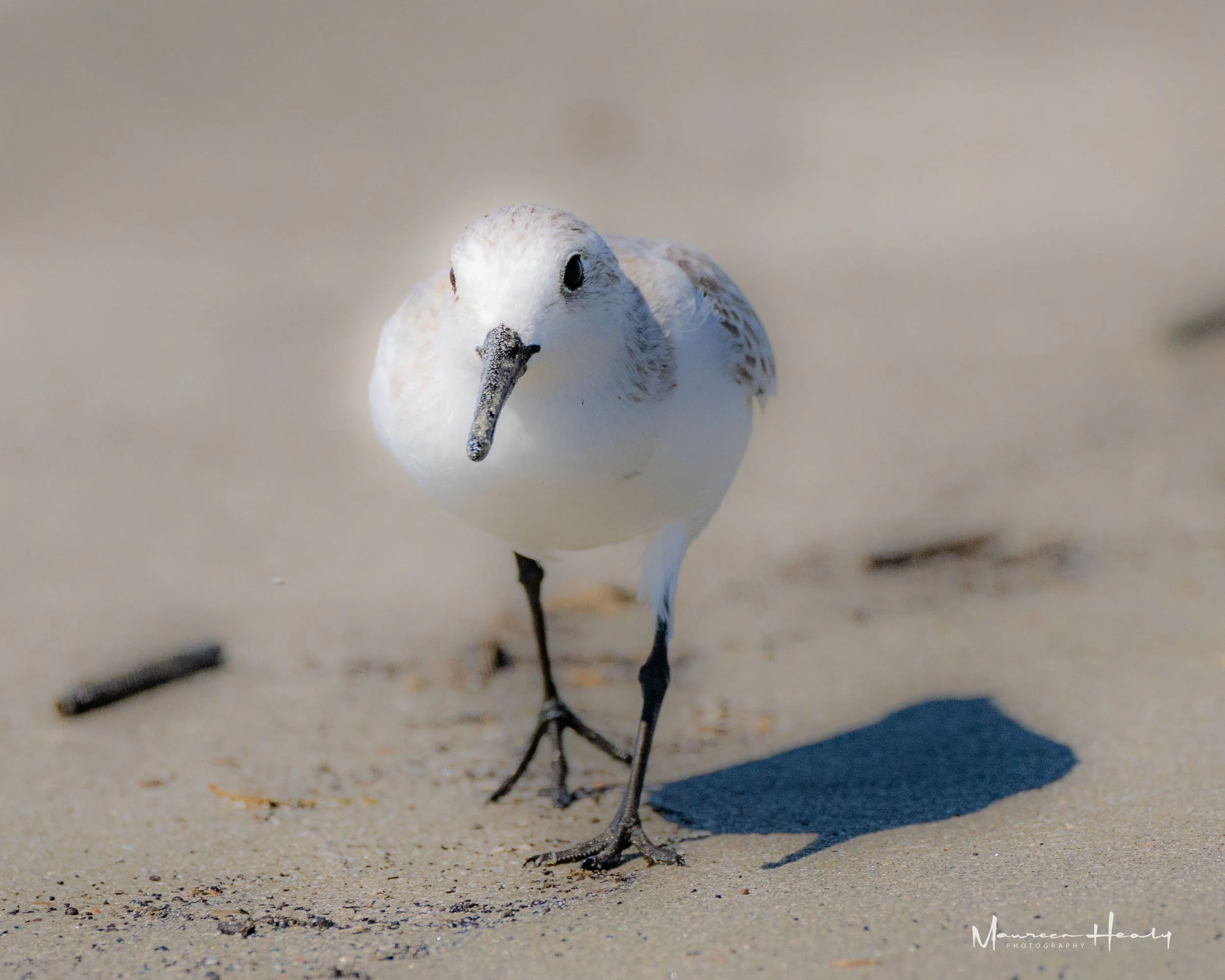 Puffy Plover