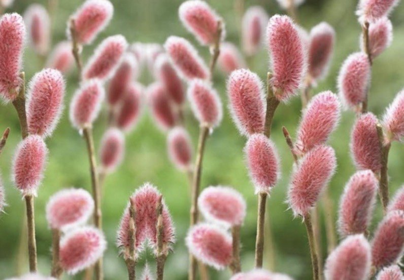 Caress, last-quarter moon