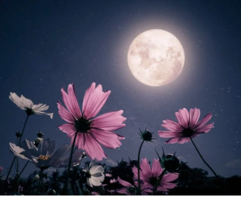 Caress for the full moon, 3-consecutive days 