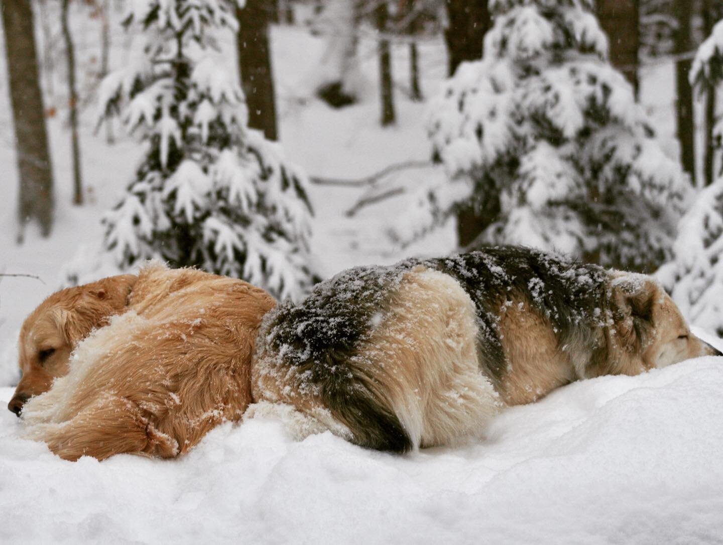 The coziest, dreamiest season on our farm is right around the corner. Moonlight snowshoeing, maple bourbon at the fire, and Vermont showing off her winter loveliness is not to be beat. 
🌲❄️