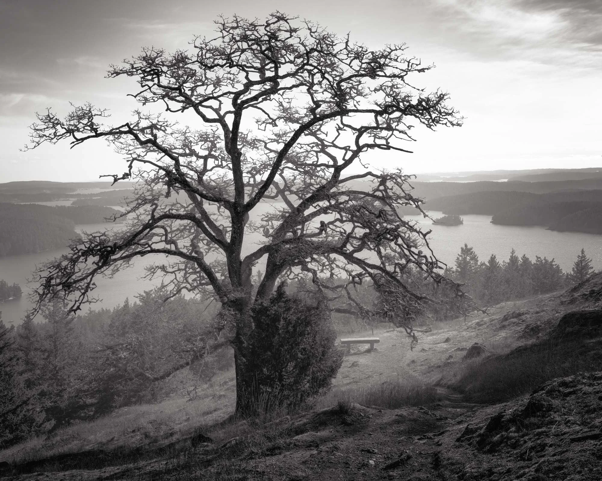 Tree of Life, Orcas Island.