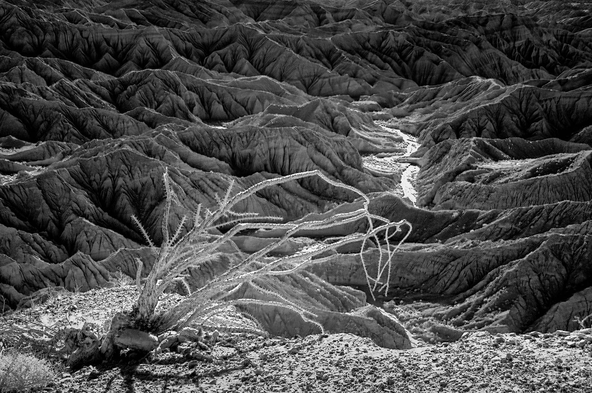 Anza Borrego, California.