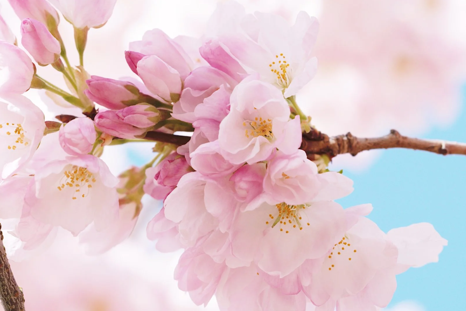 Close-up of pink cherry blossoms on a branch against a softly blurred sky background.