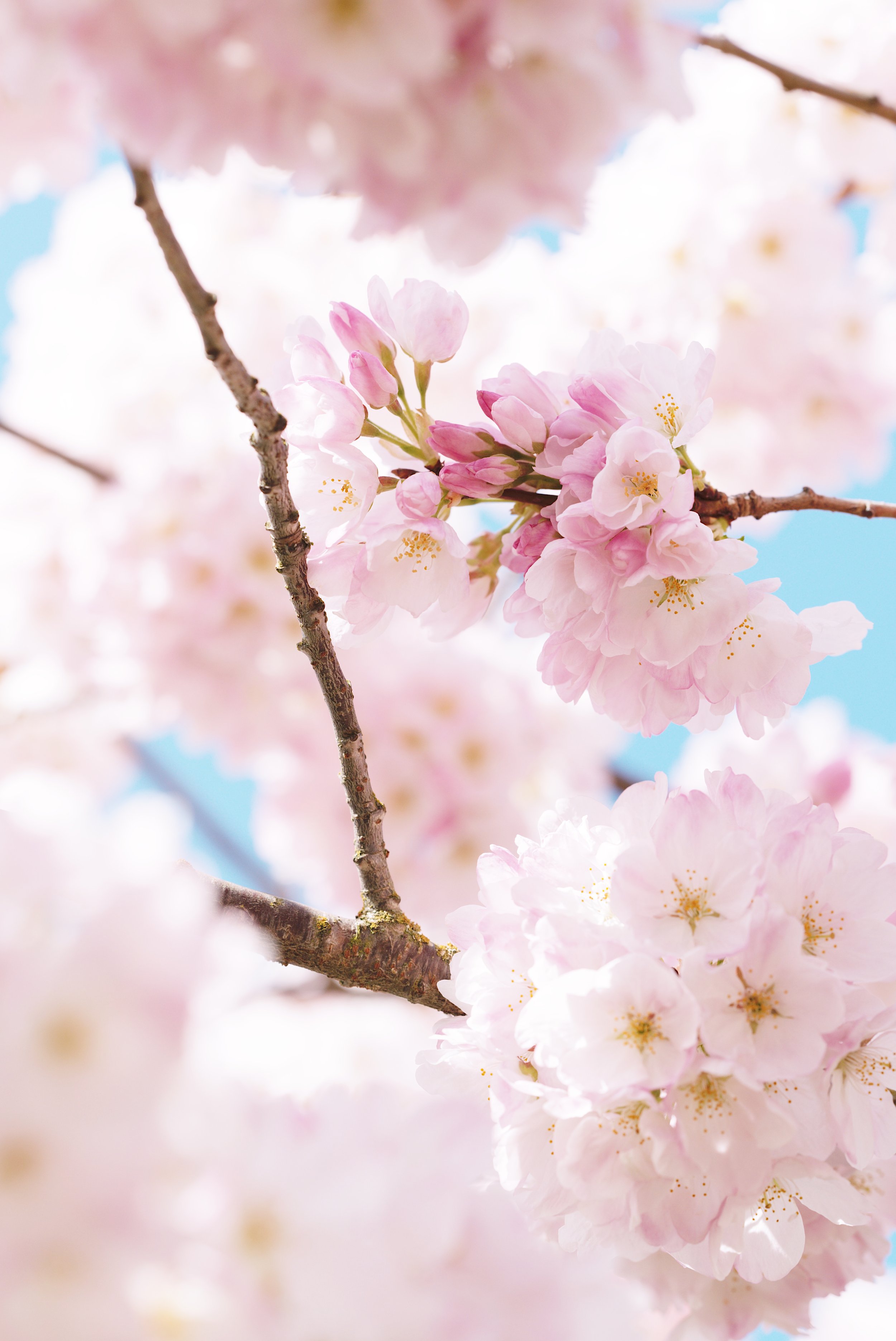 In Bloom
