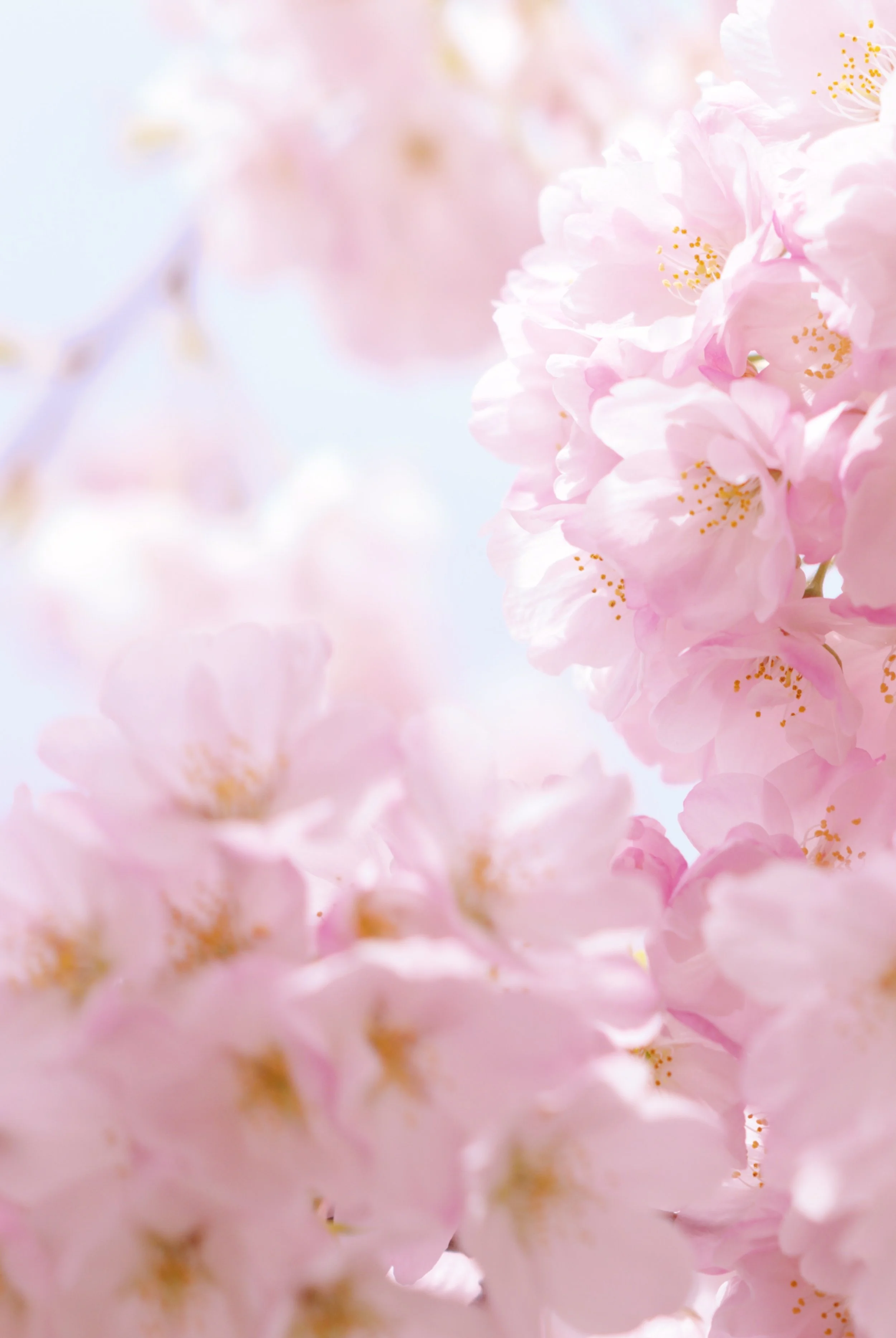 Close-up image of pink cherry blossoms with soft focus, showing delicate petals and yellow stamens.