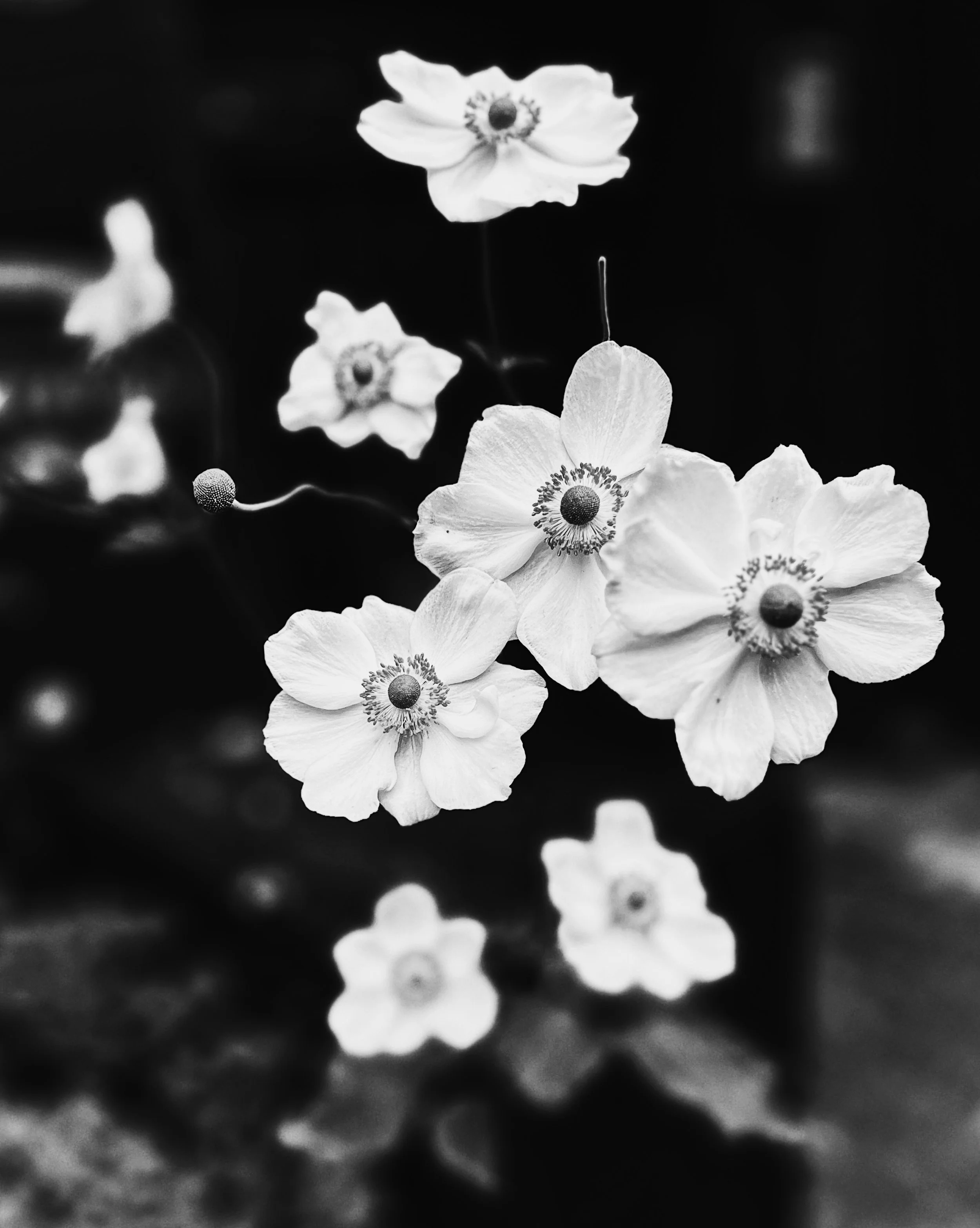 Oh, Anemone!