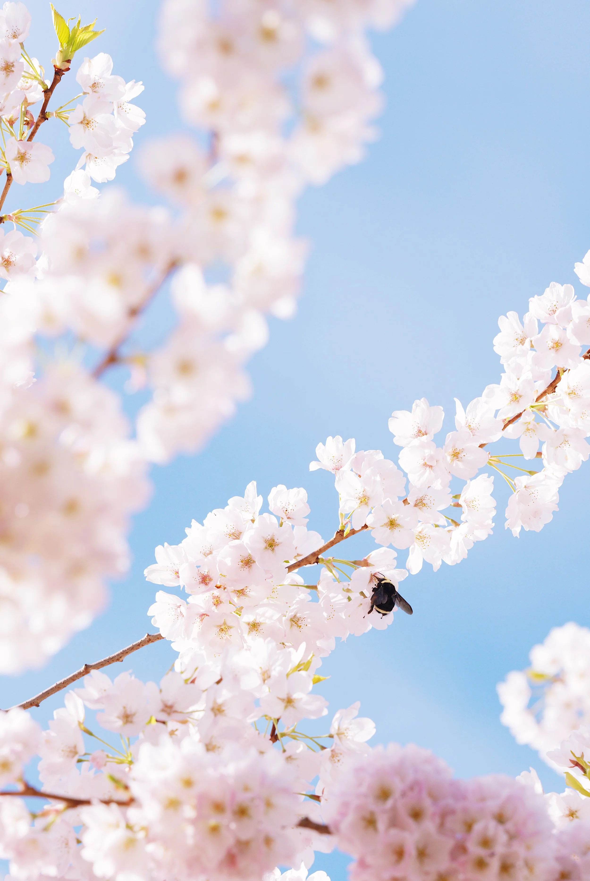 Sweet Blossom