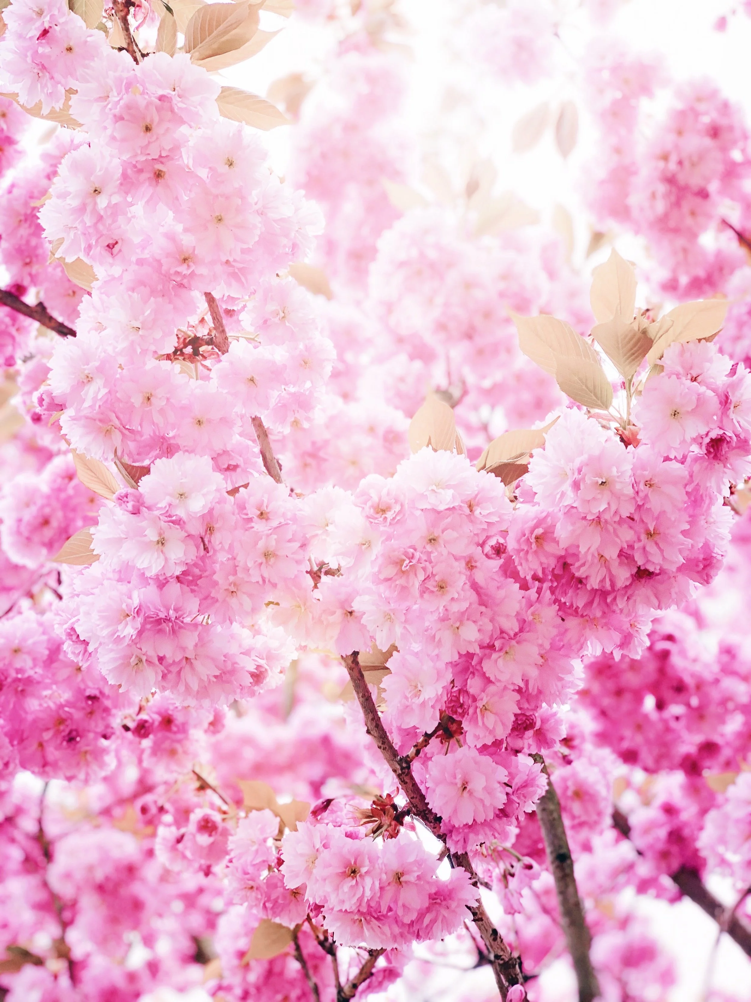 Sakura