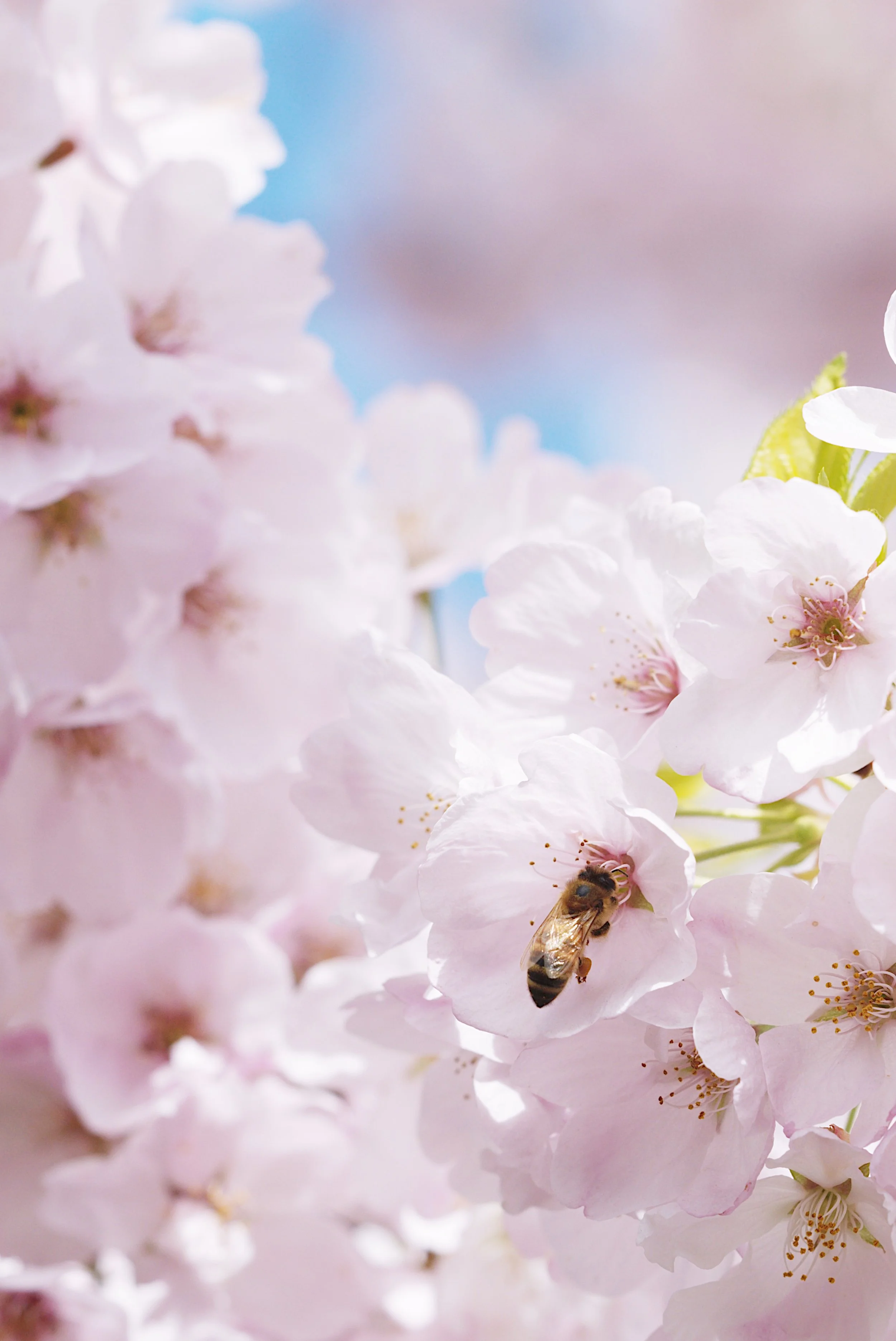 Honeylight
