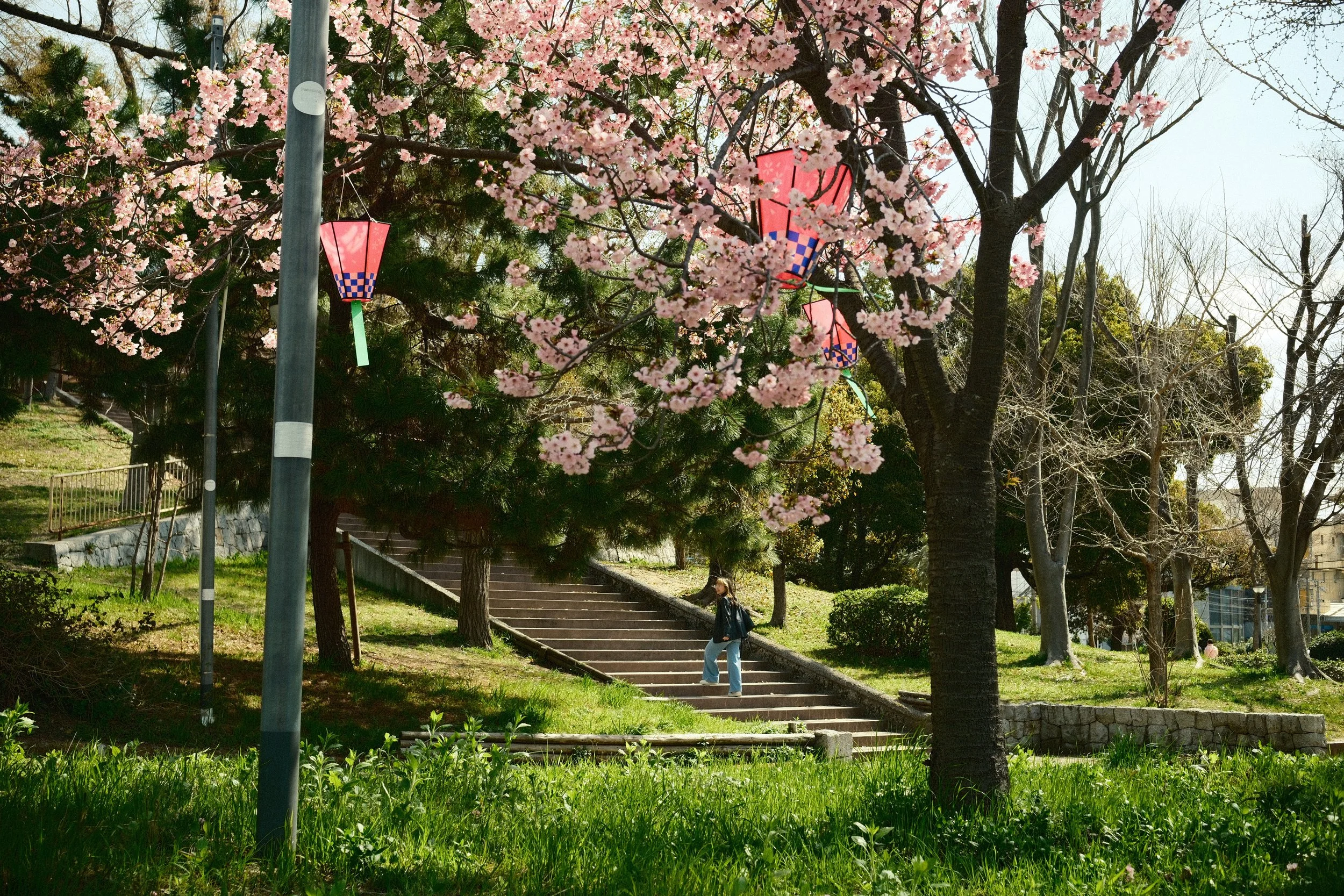 A park with a woman walking up concrete stairs, surrounded by green grass and trees, some pink cherry blossoms hanging from a tree in the foreground, and decorative pink and red paper lanterns hanging from the cherry blossom tree.