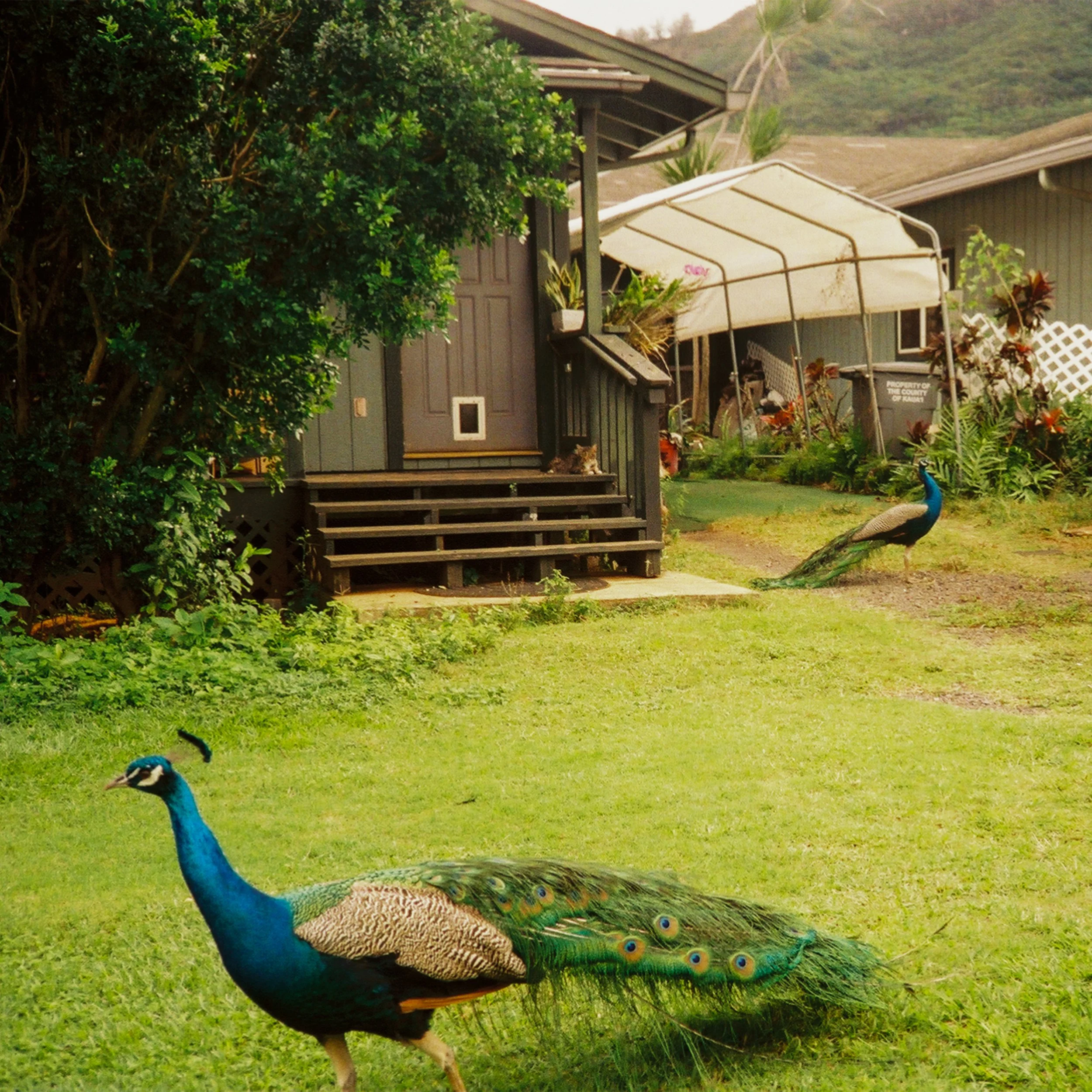 peacocks+cat.jpg