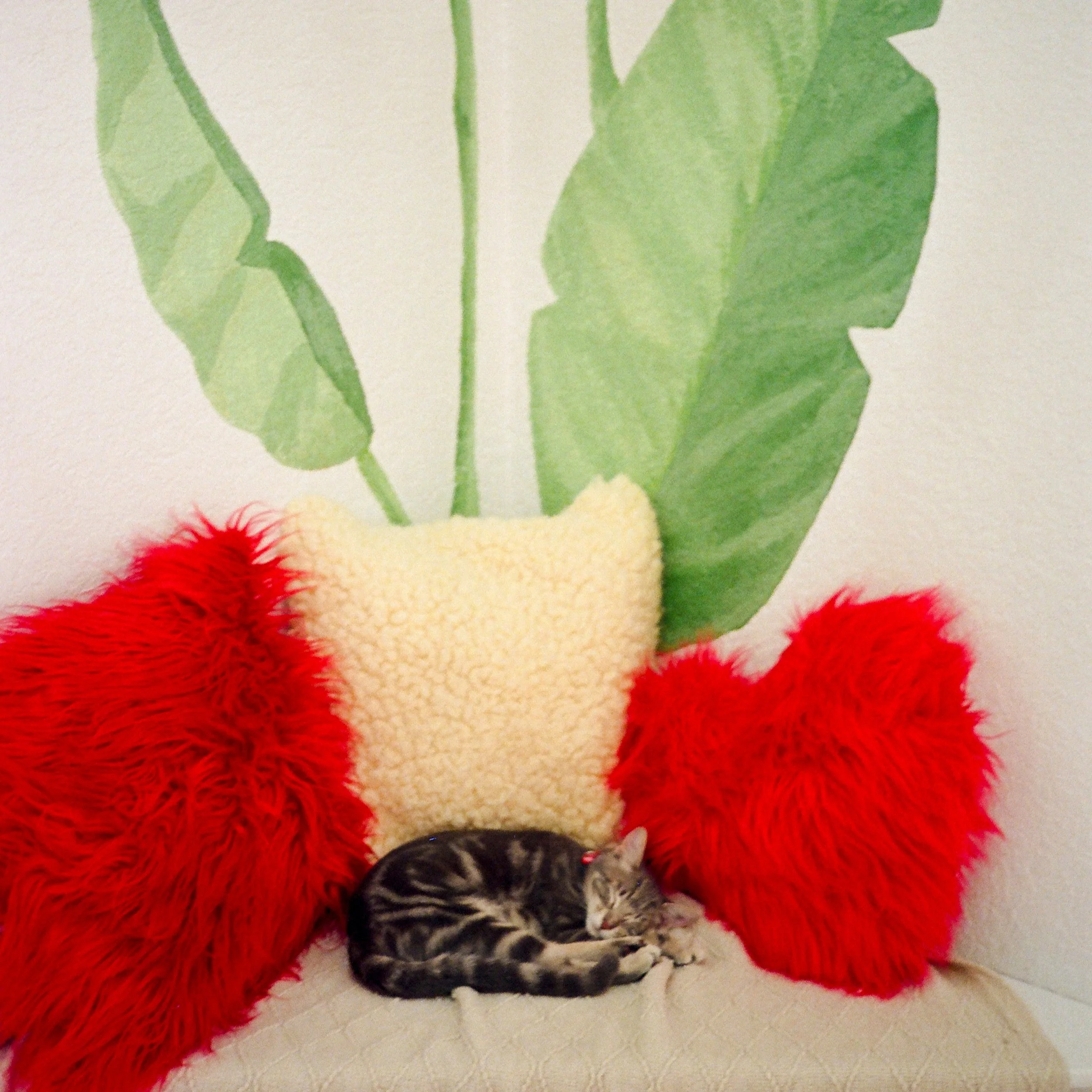 catcat2.jpg