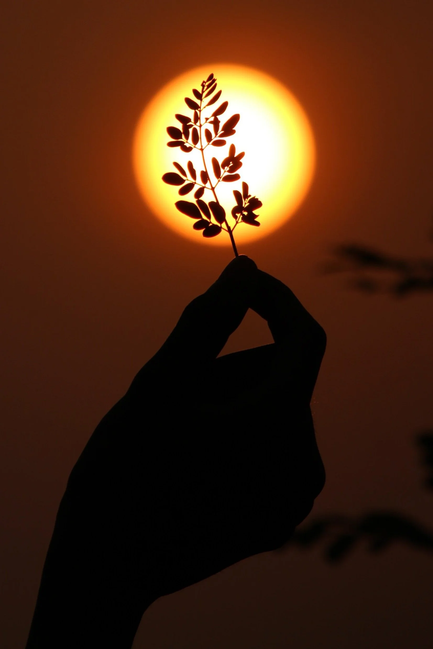 Silhouette of a hand holding a small leafy branch in front of a bright setting sun.