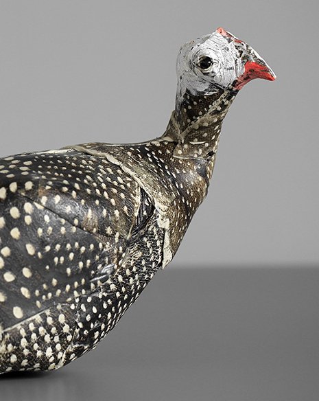 head of resting guinea.jpg