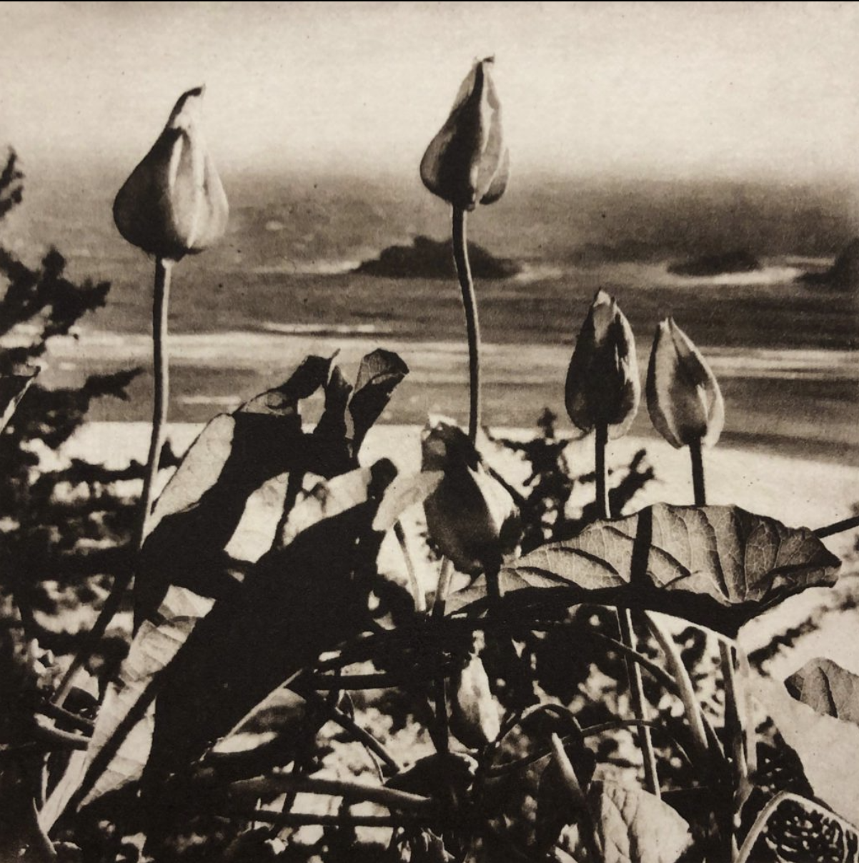 Photopolymer Gravure