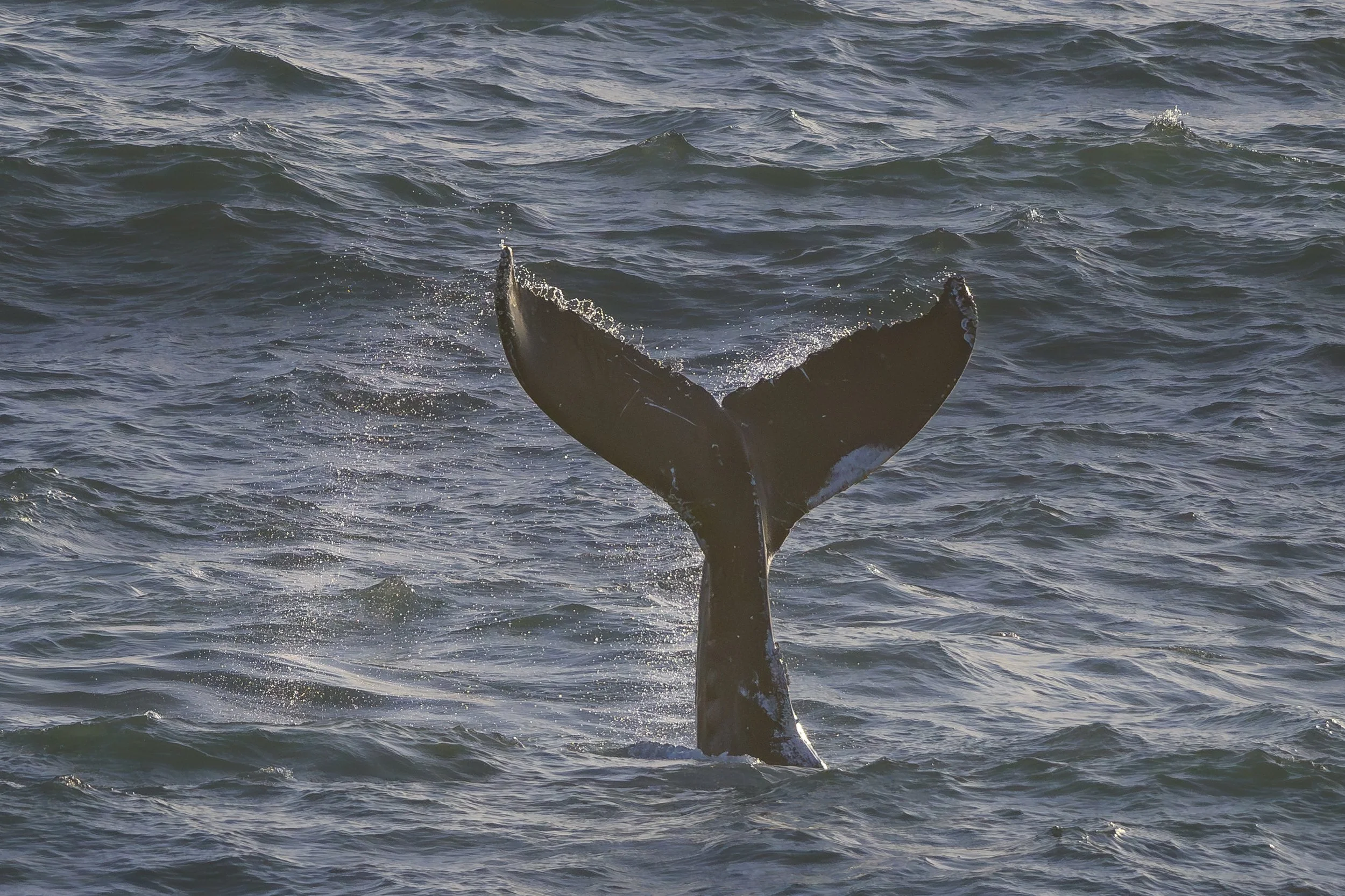 Whale tail slap sequence 5/22/23