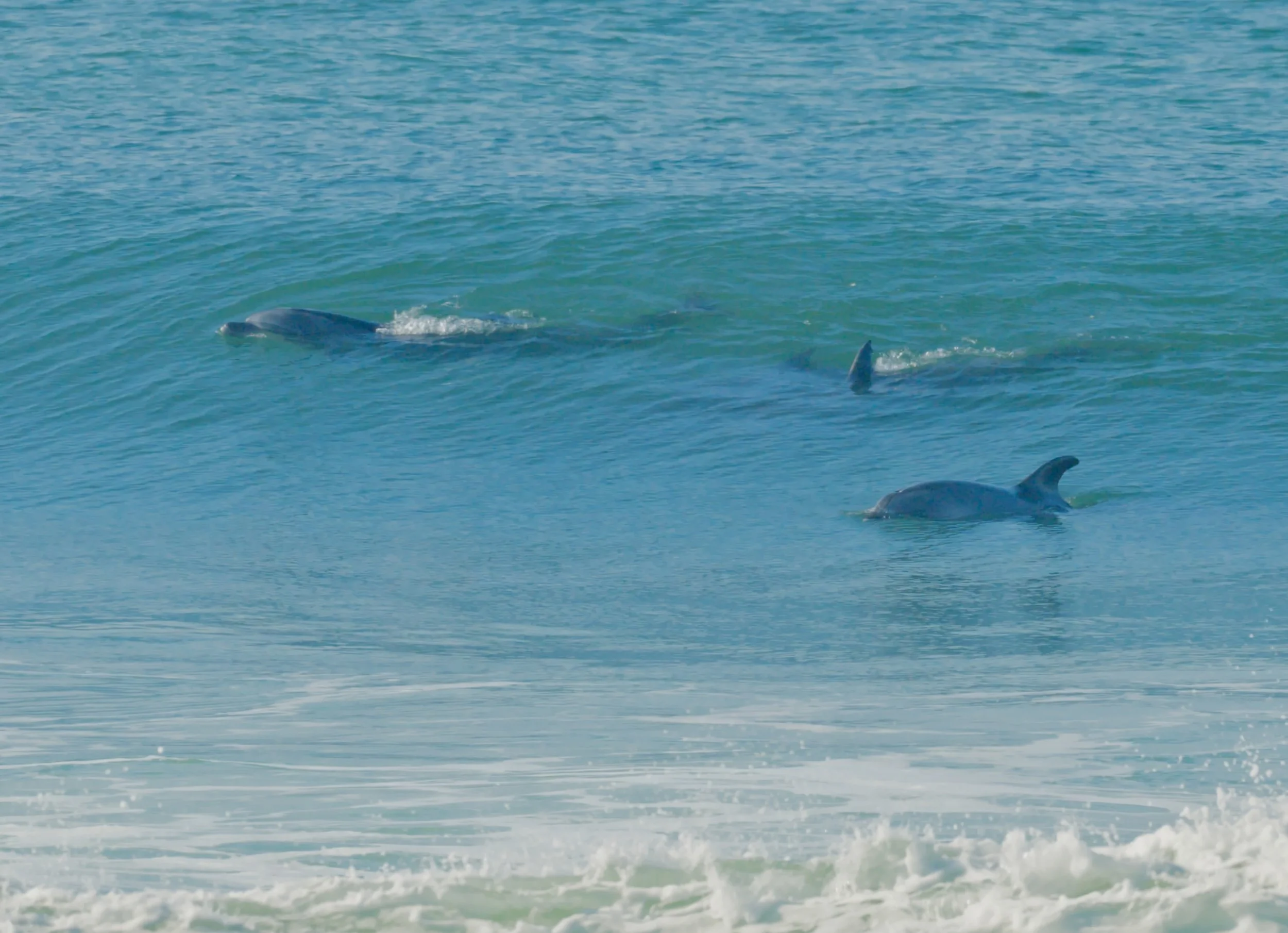 Dolphin watching with David 11/25/25