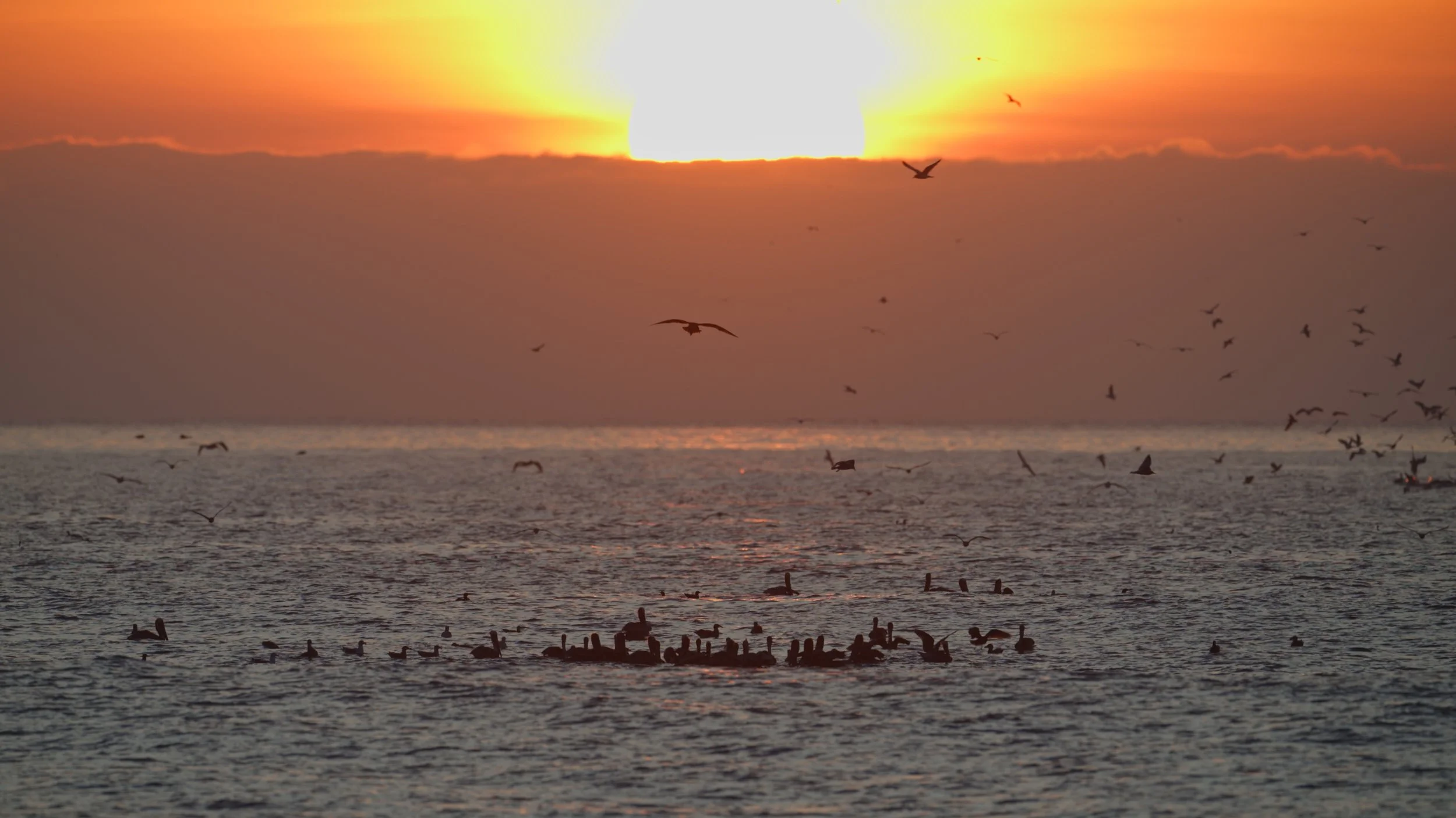 Brown Pelicans at Sunset 12/14/25