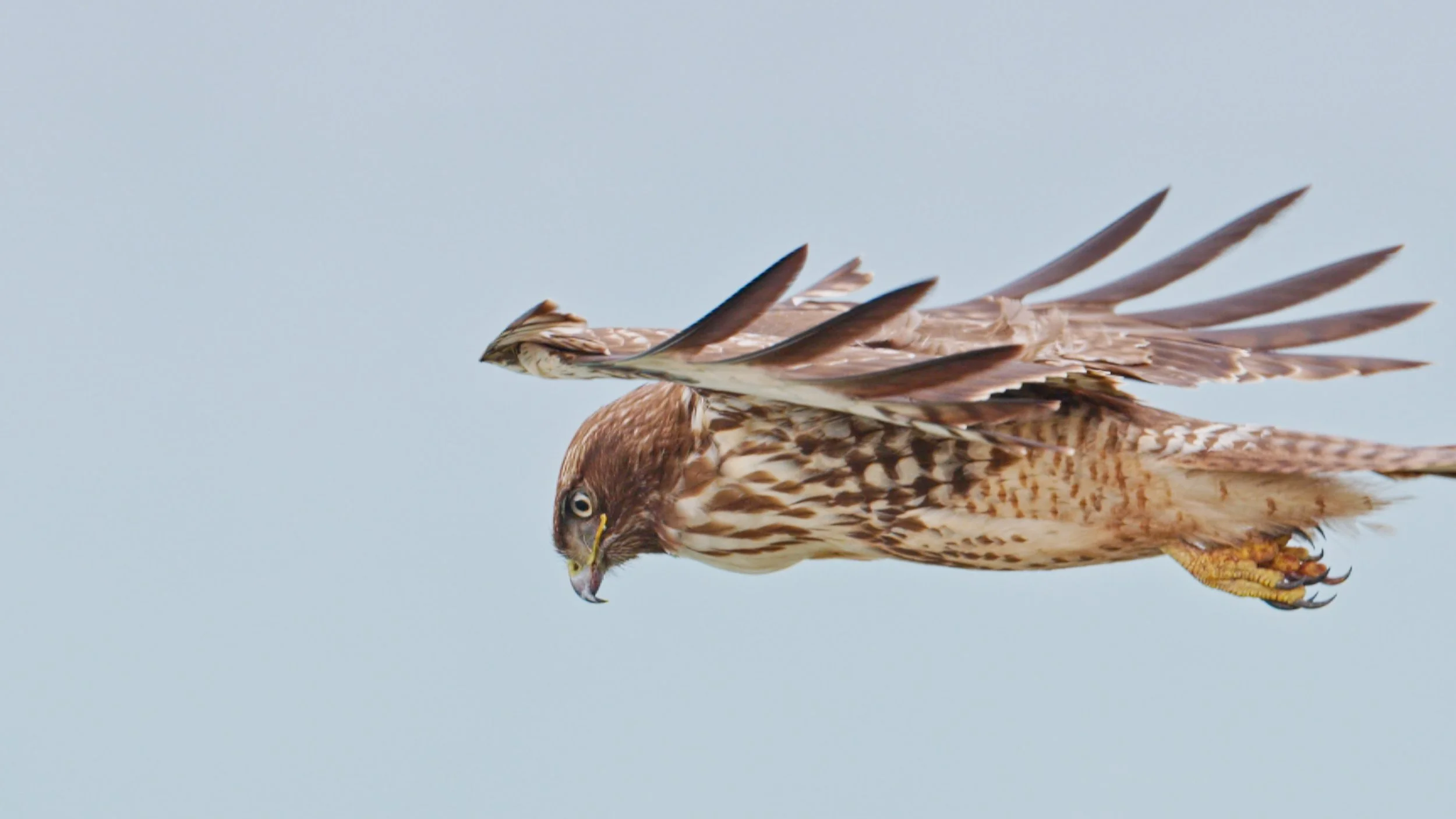 Red-tailed Hawk kiting at Mussel Rock 12/19/25