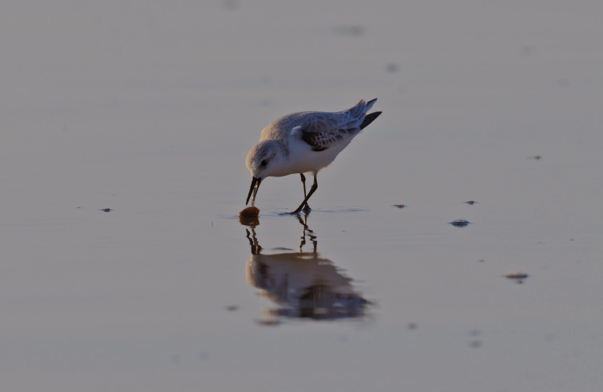 Sanderlings at Ft Funston 11/29/25