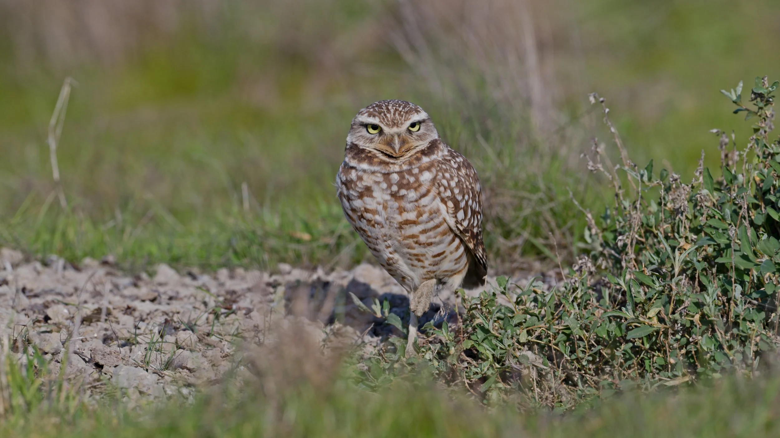 Burrowing Owl 1/18/26