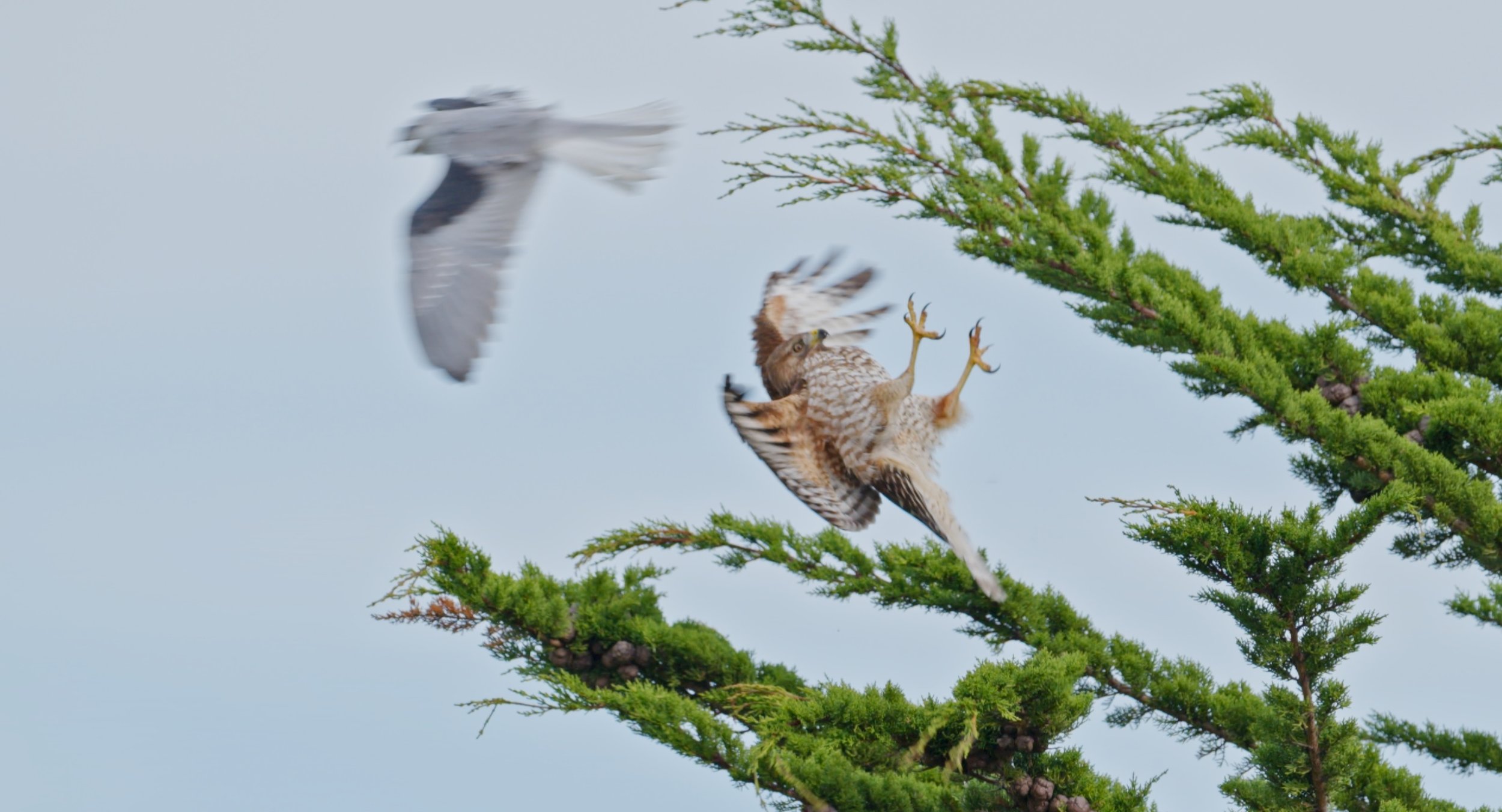 Raptor Rumble in Half Moon Bay 1/20/26