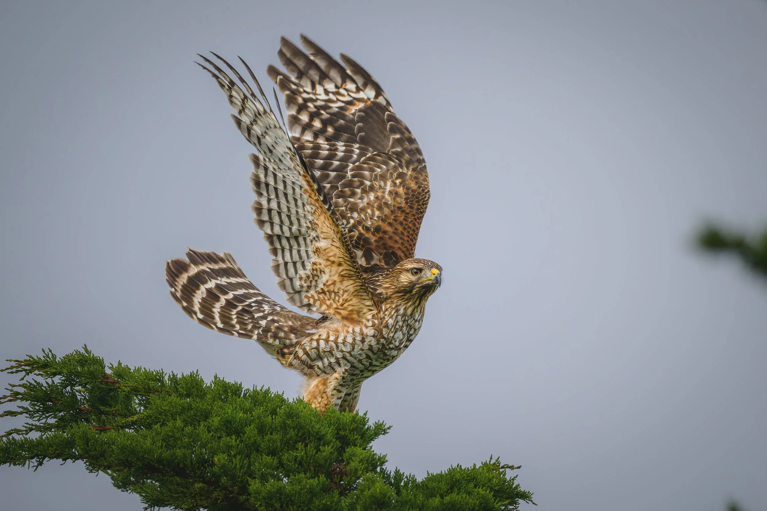 Red-shouldered Hawk 1/20/26