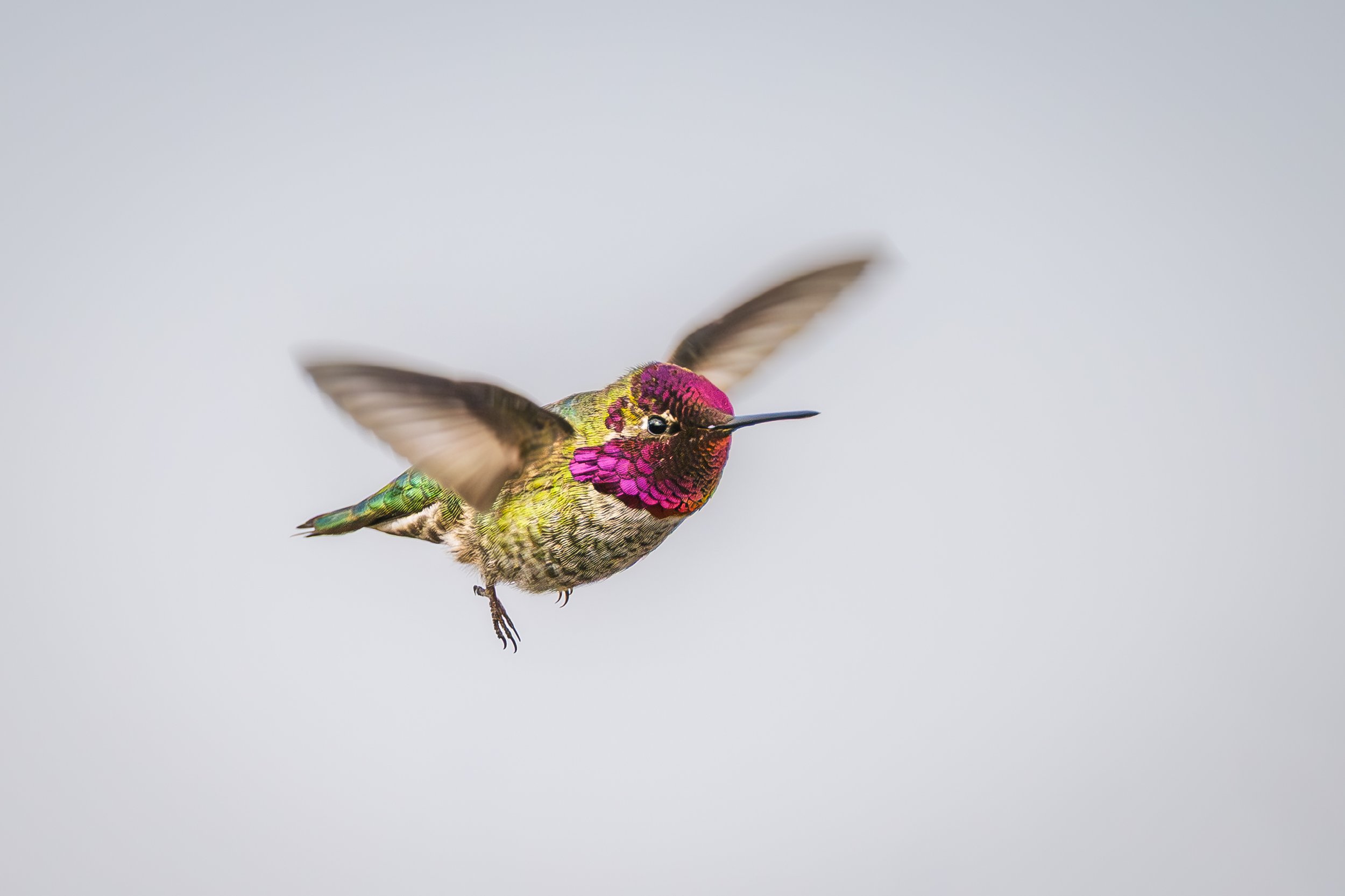 Hummingbird Unplugged 1/20/26