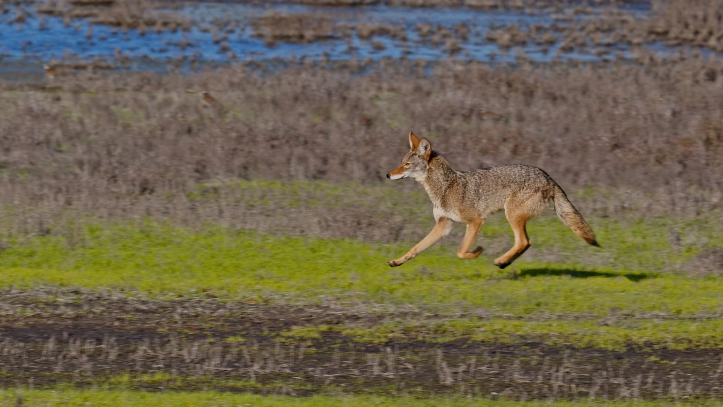 SuperBowl LX Wildlife Pregame 2/8/26