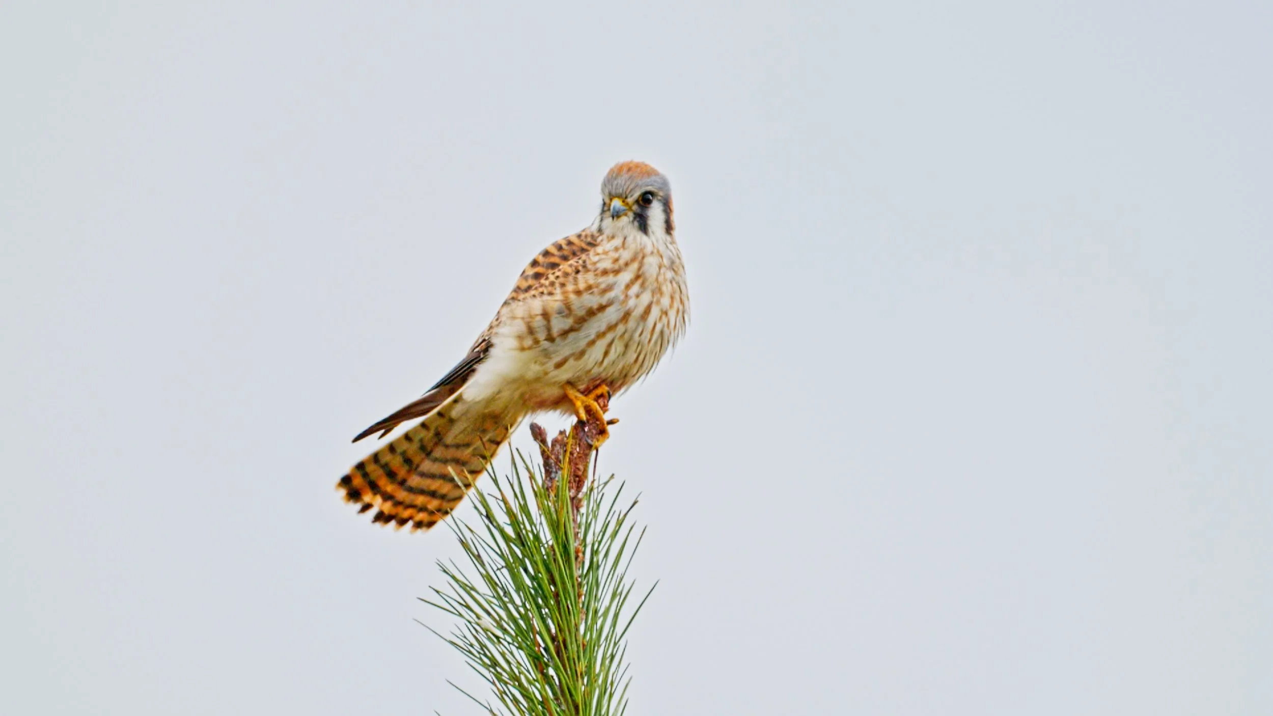 American Kestrel Chillin in Half Moon Bay 1/2/26