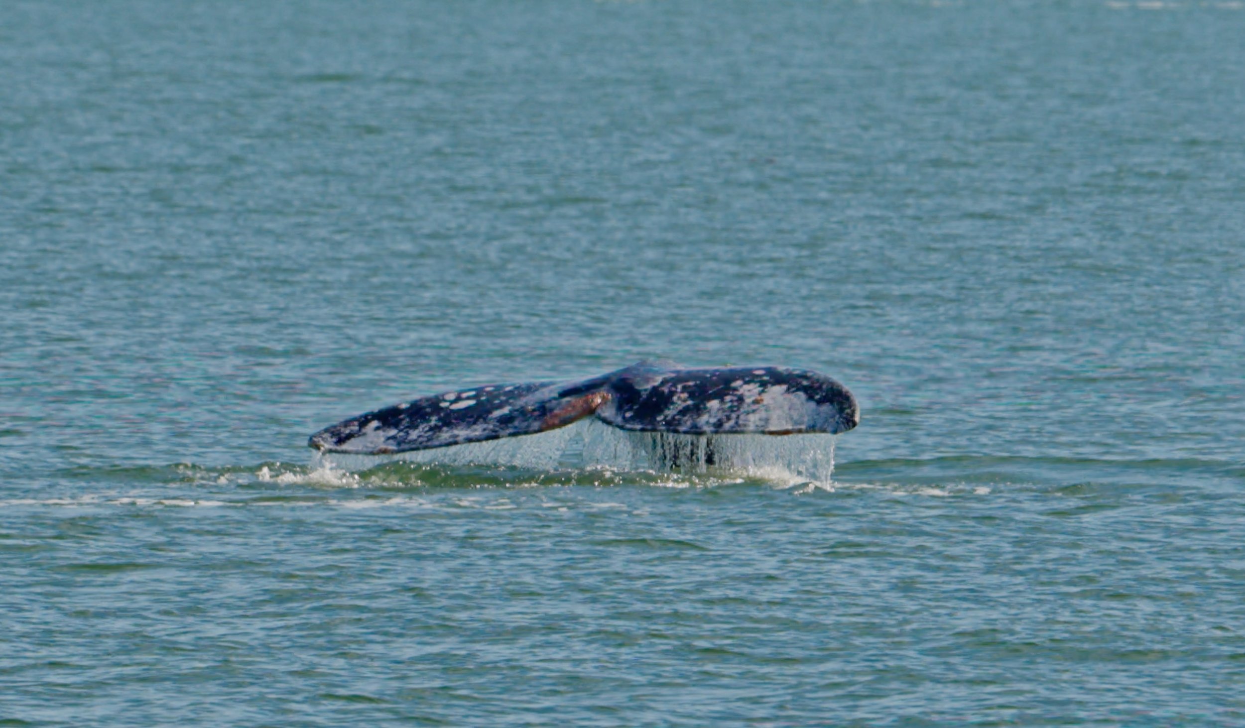 Gray Whales in SF Bay 2/1/26