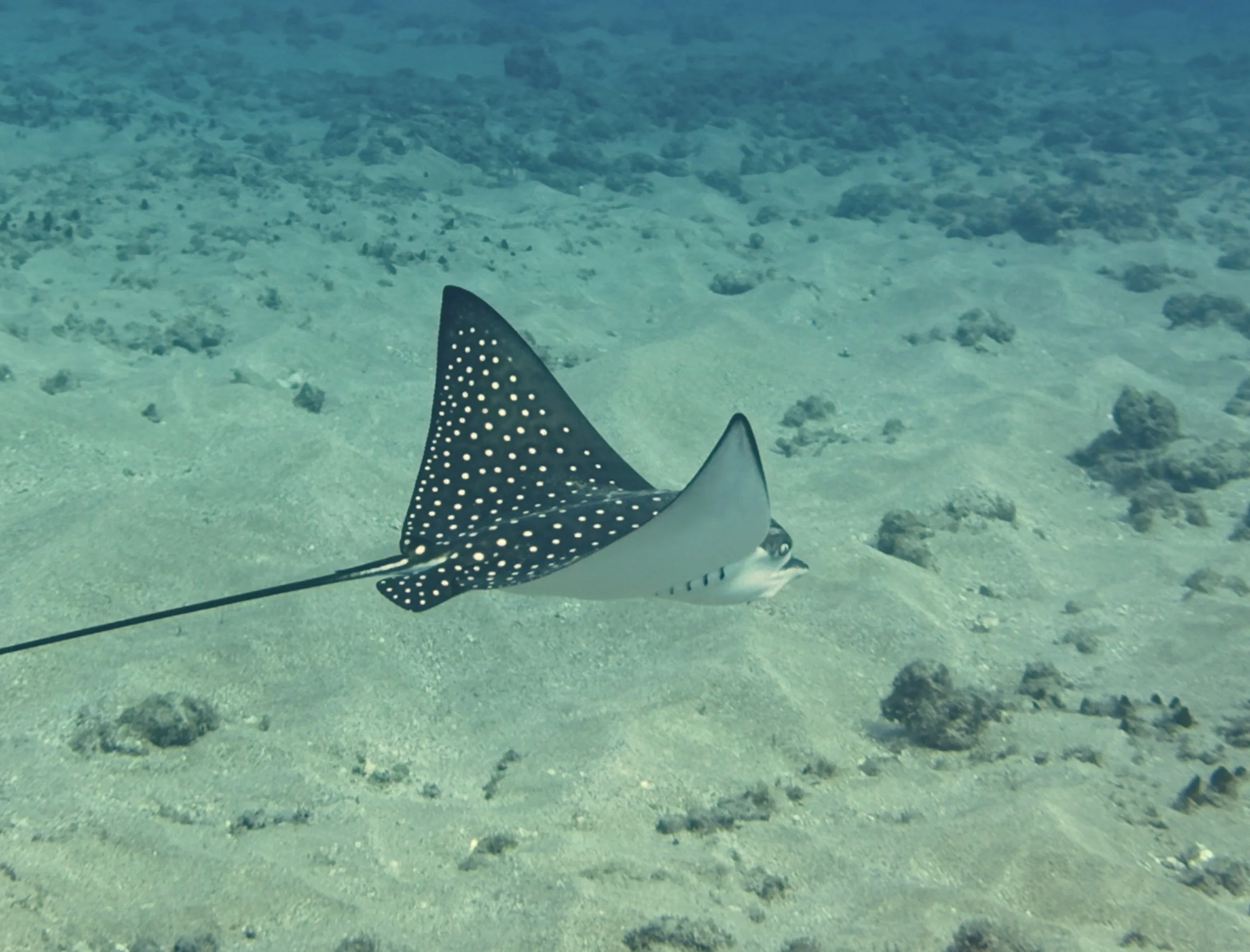 Maui Hawaii SCUBA Diving, collection of critters 12/29/25