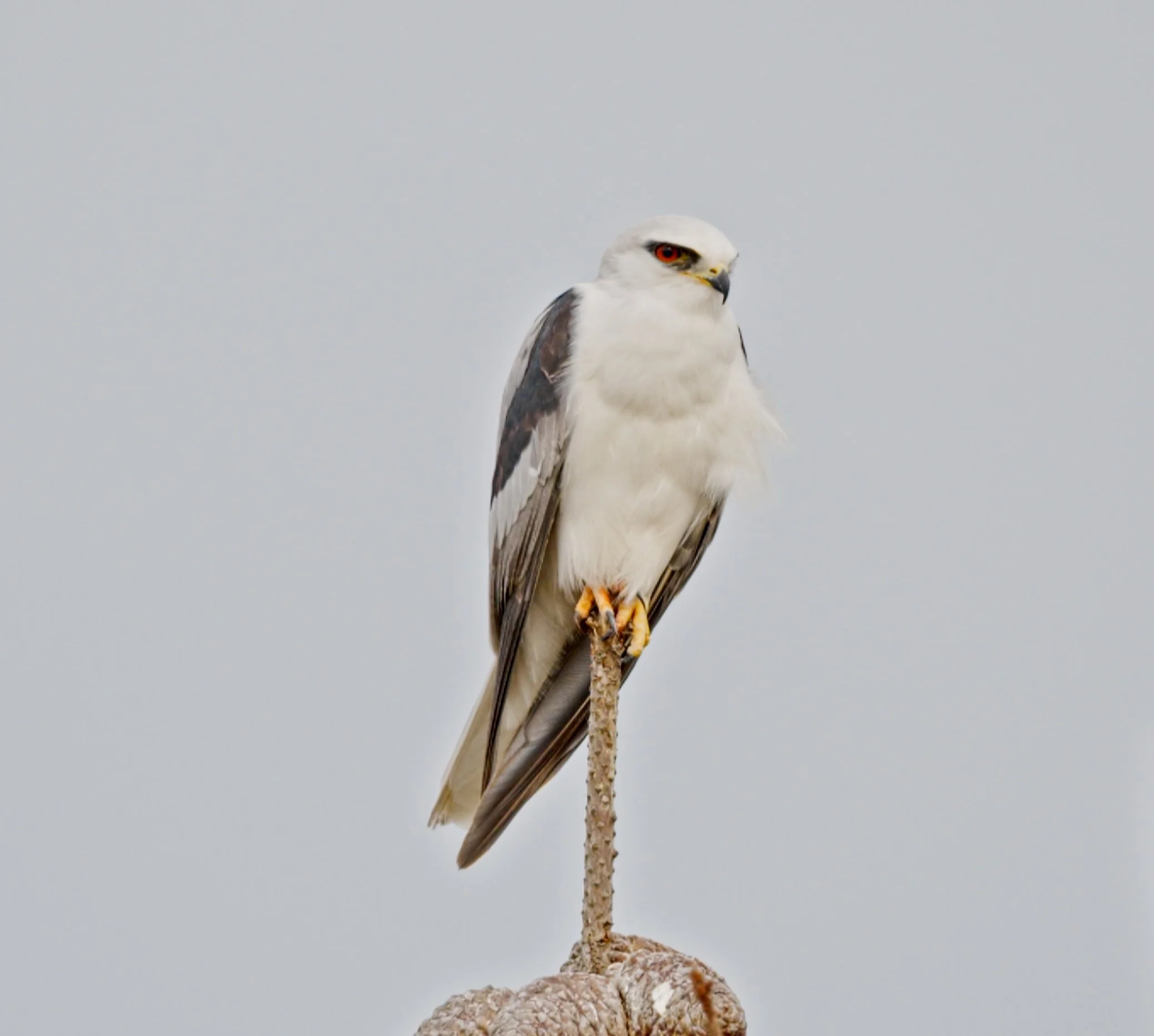 White-tailed Kite, Half Moon Bay 1/20/26
