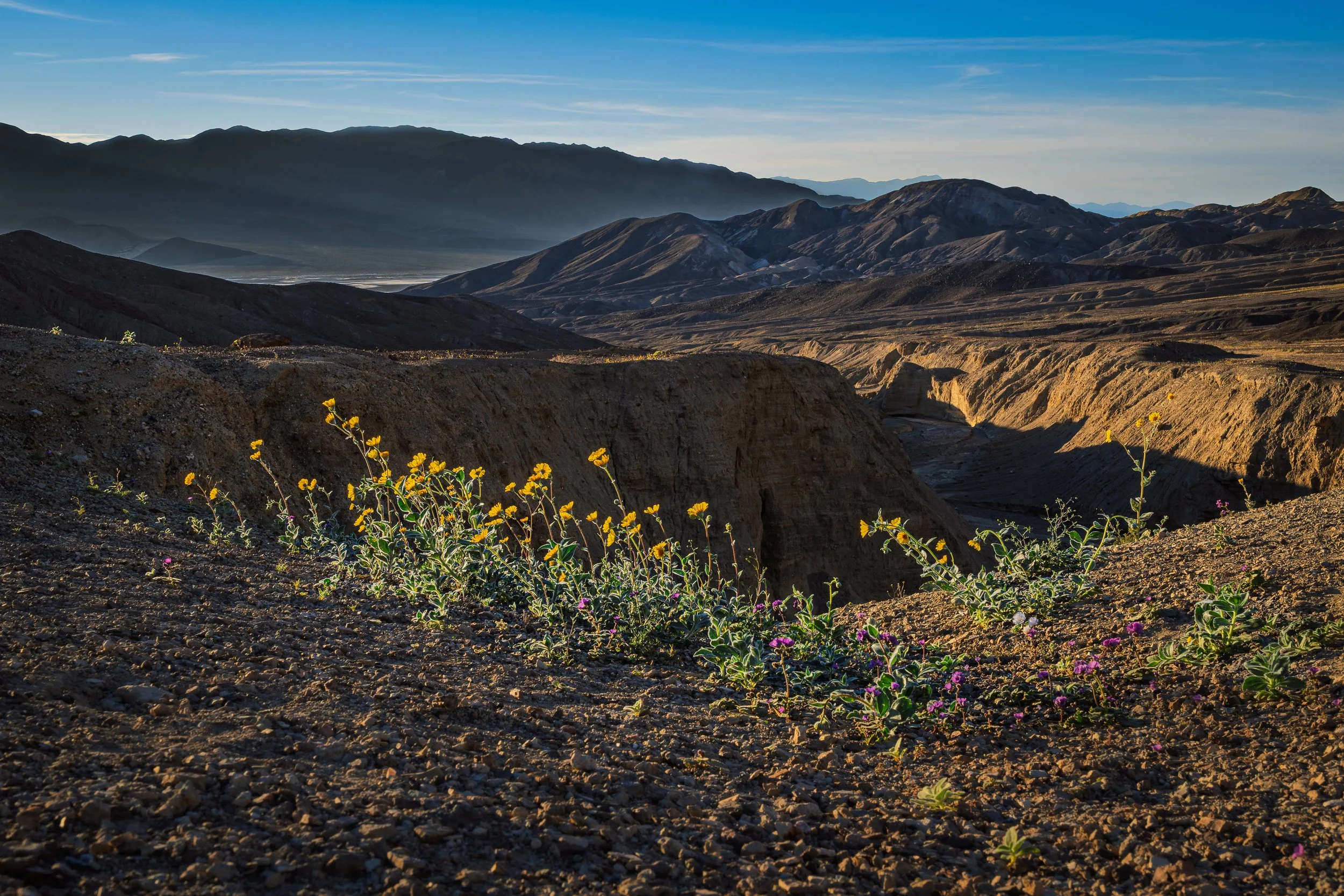 Life in Death Valley 3/7/26