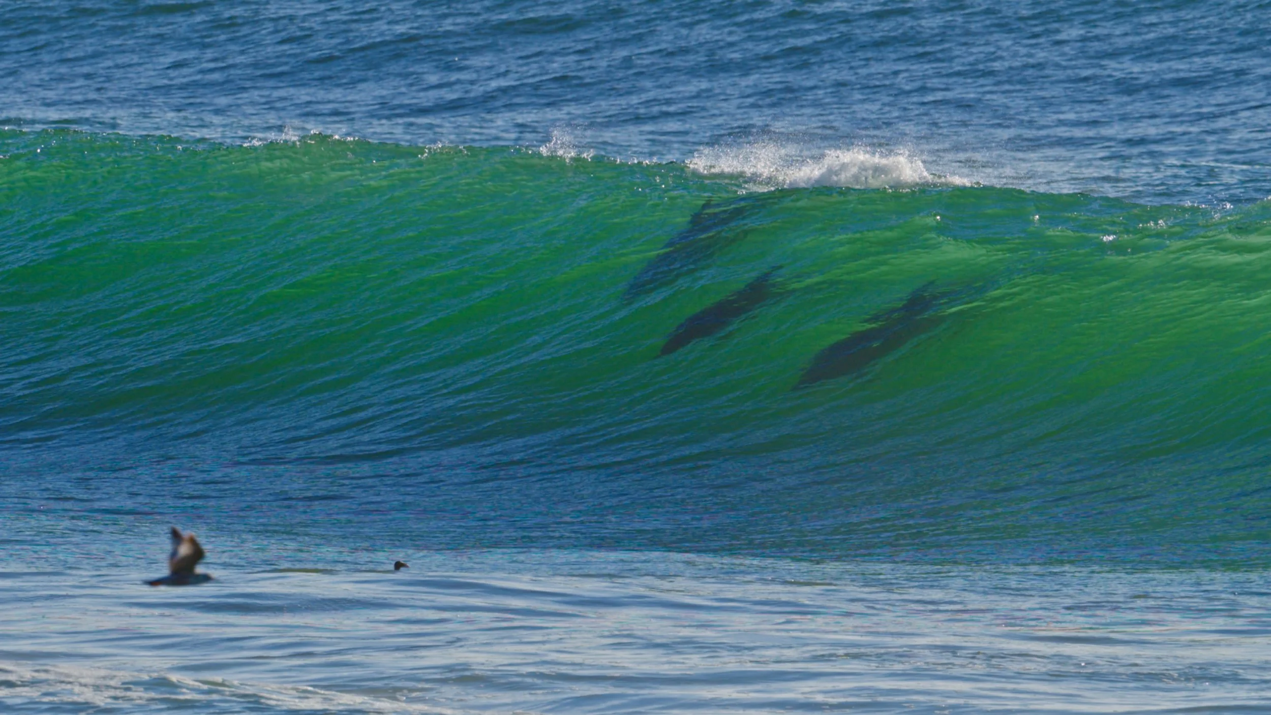 Bottlenose Dolphins Silhouettes in the Waves, Pacifica 3/12/26