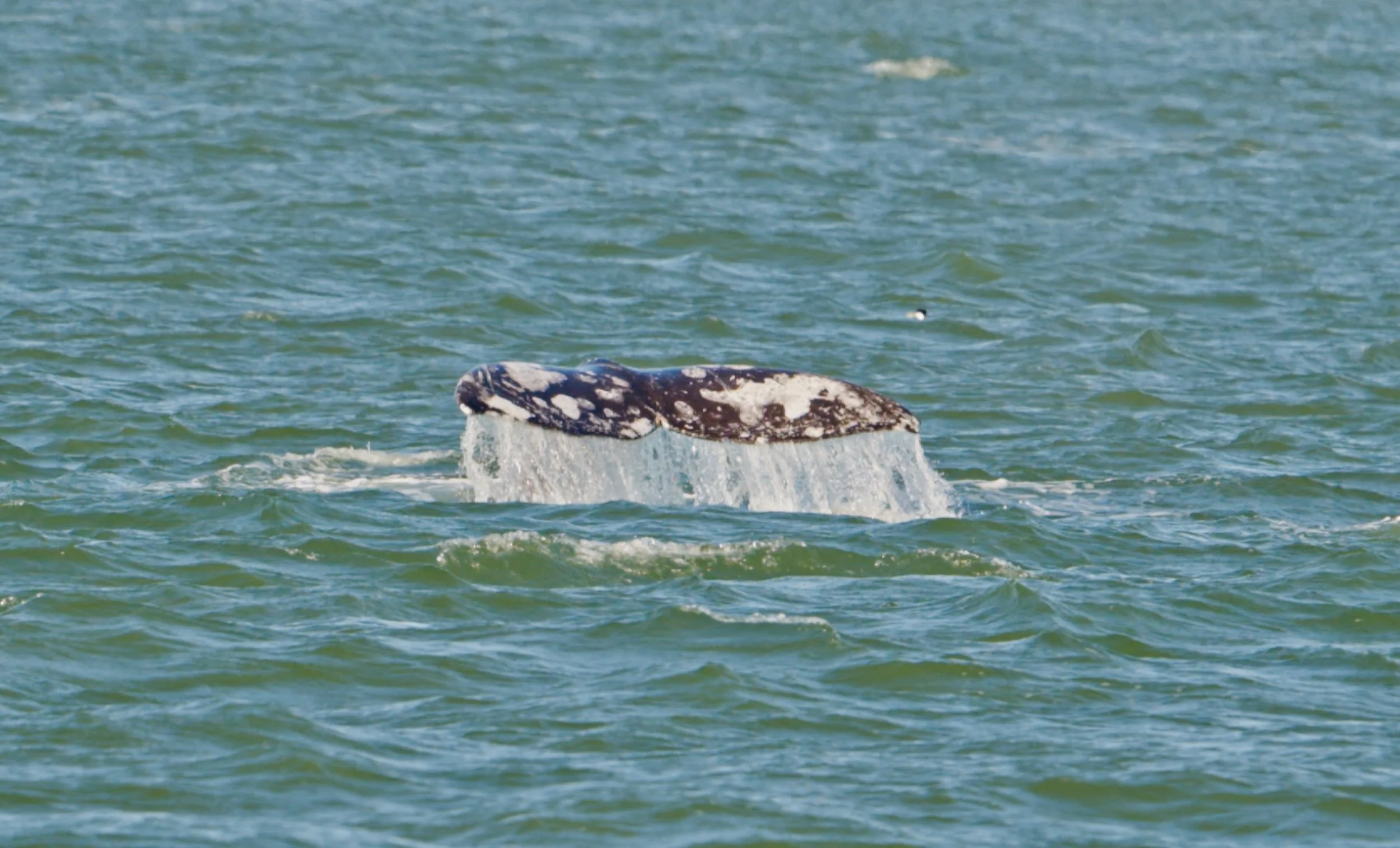 Heads and Tails, Gray Whale San Francisco Bay 3/15/26