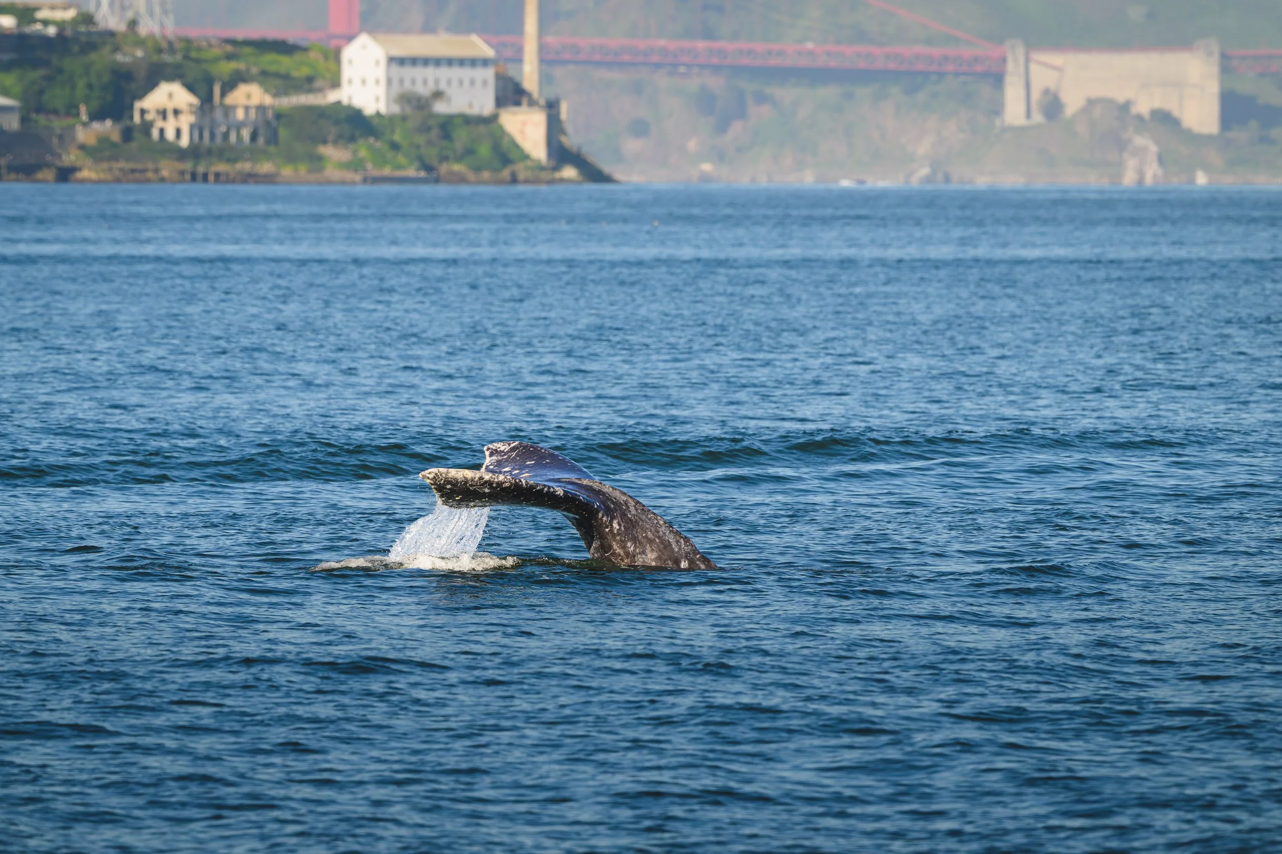 Gray Whales, San Francisco Bay 3/14/26