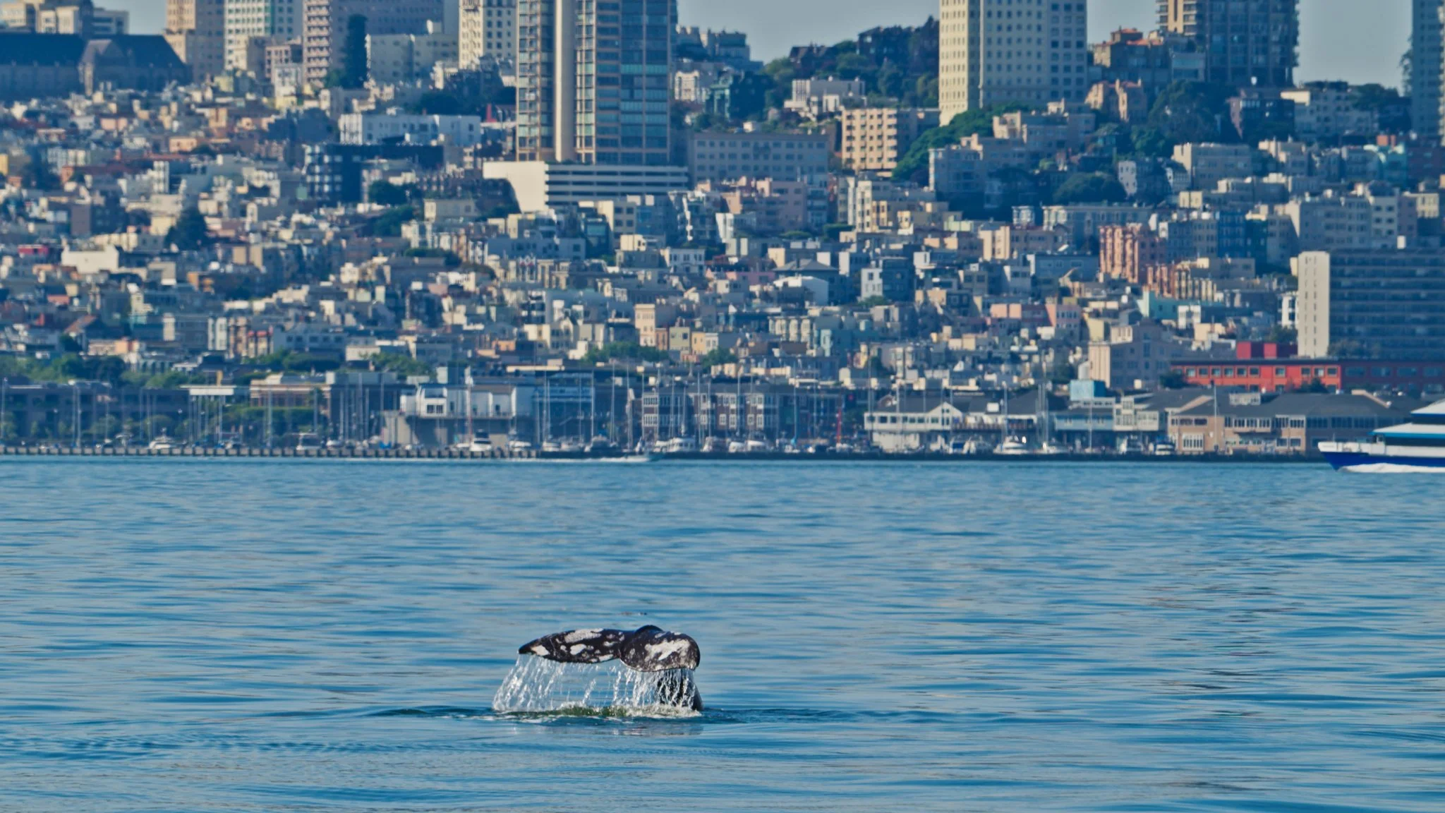 Gray Whale Fluke Fest SF Bay 3/2026