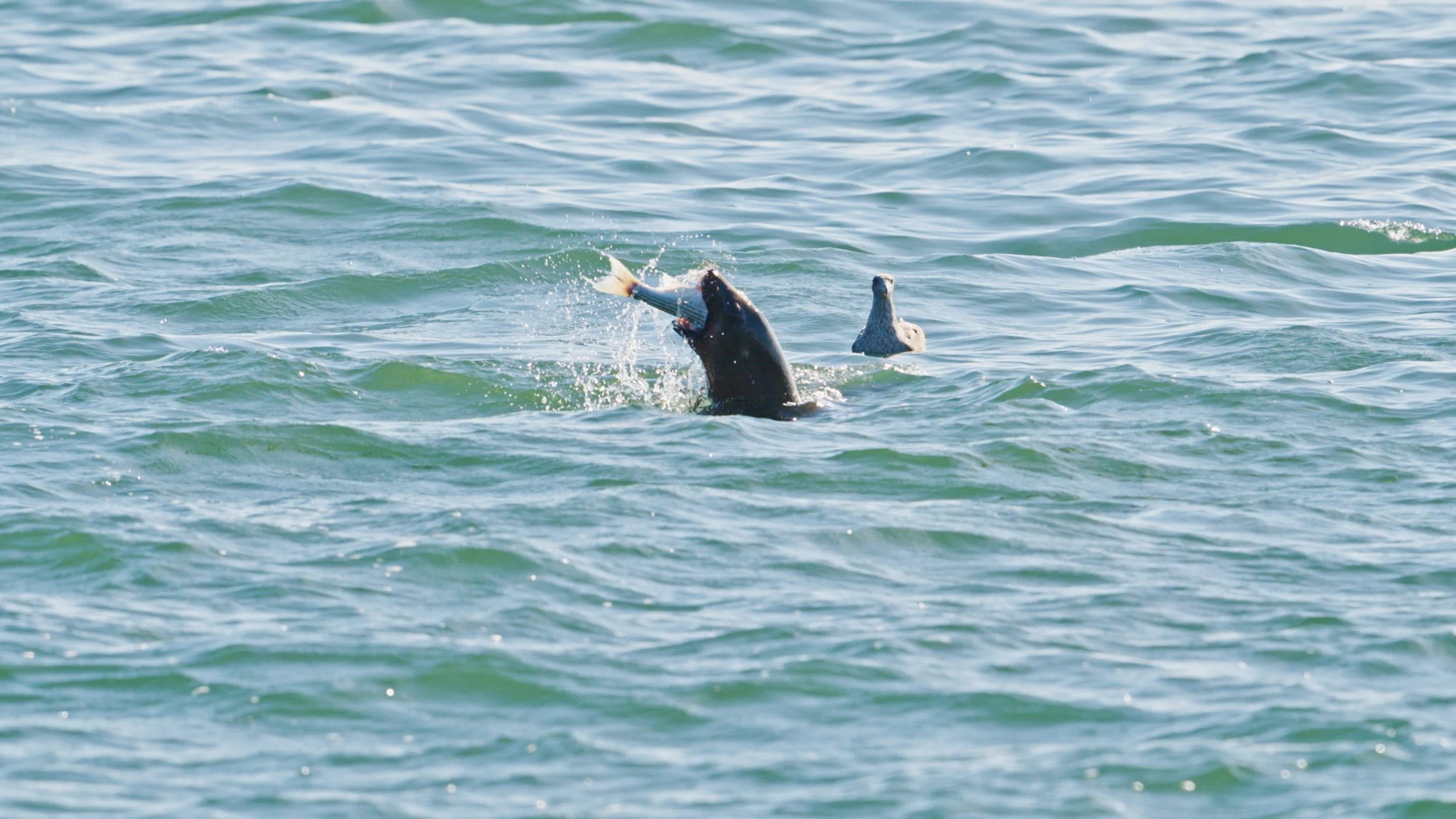 California Sea Lion Predation 3/28/26