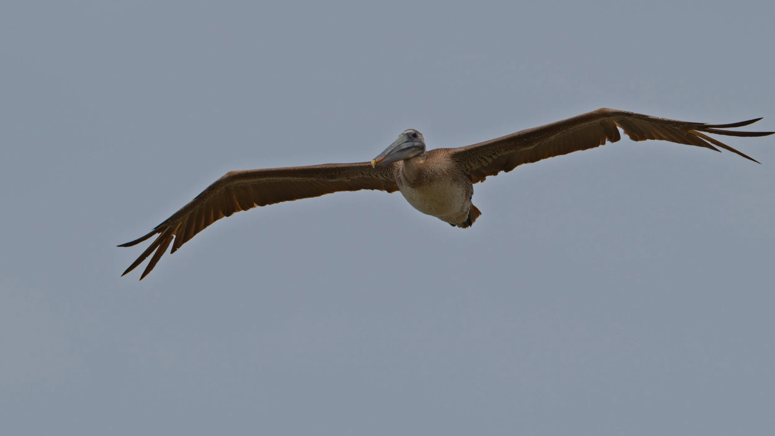 Squadron of Brown Pelicans, Pacifica CA 4/21/26