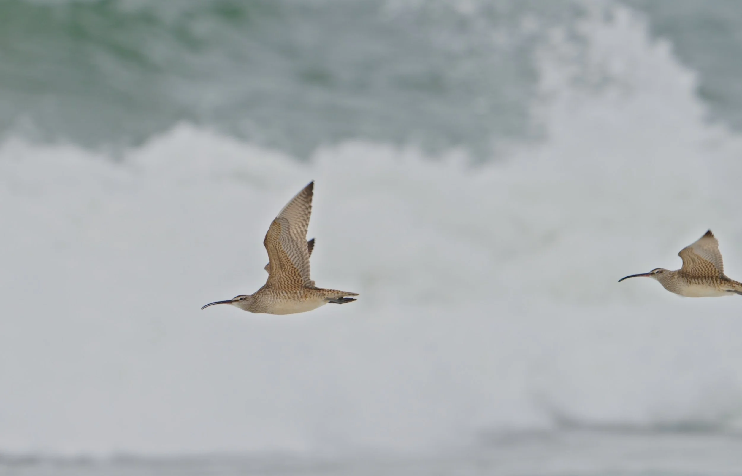 Chilling with the Whimbrels 4/21/26