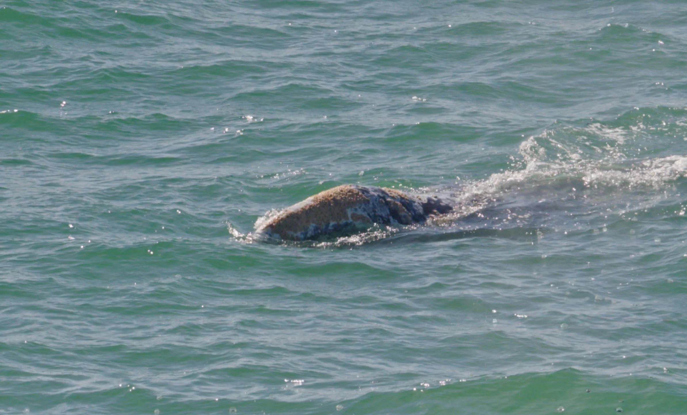 Gray Whale swimming at surface, Pacifica CA 4/23/26