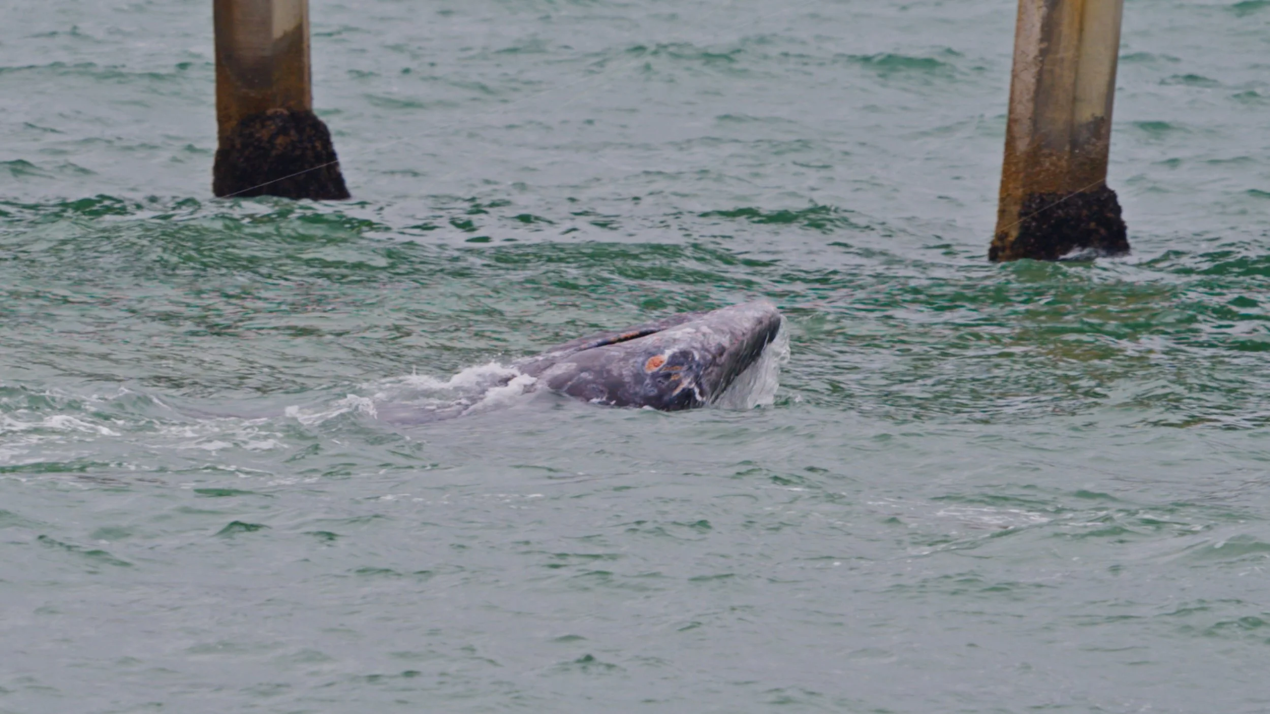 Gray Whale puts on a show at the pier 4/25/26