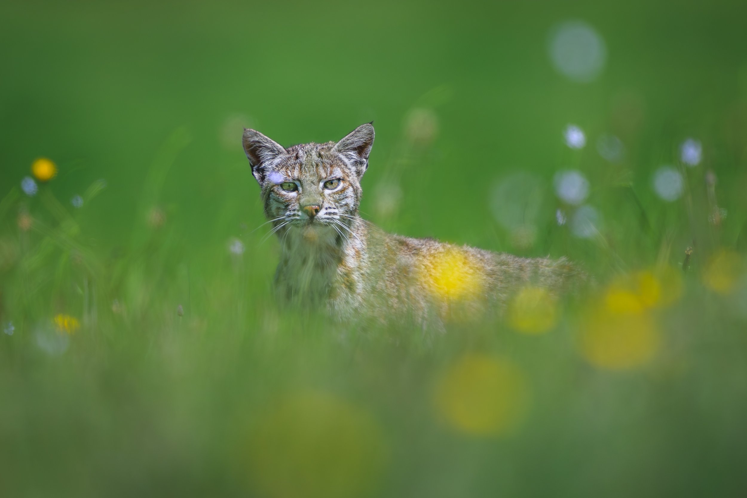 Bobcat, Pt Reyes 4/28/26