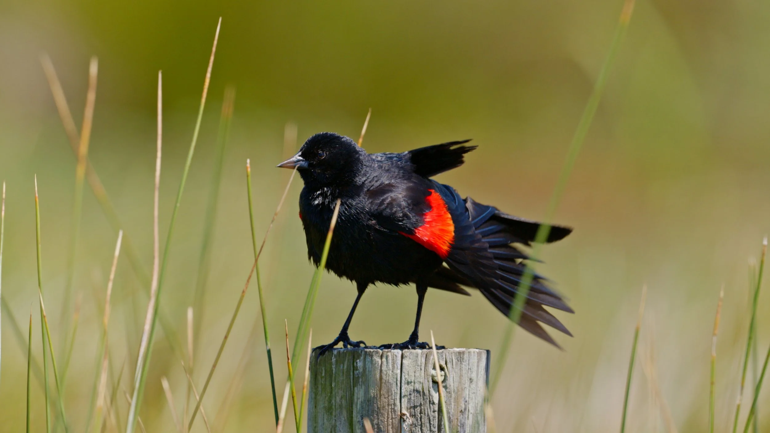 Red-winged Blackbird, Pt Reyes 4/29/26